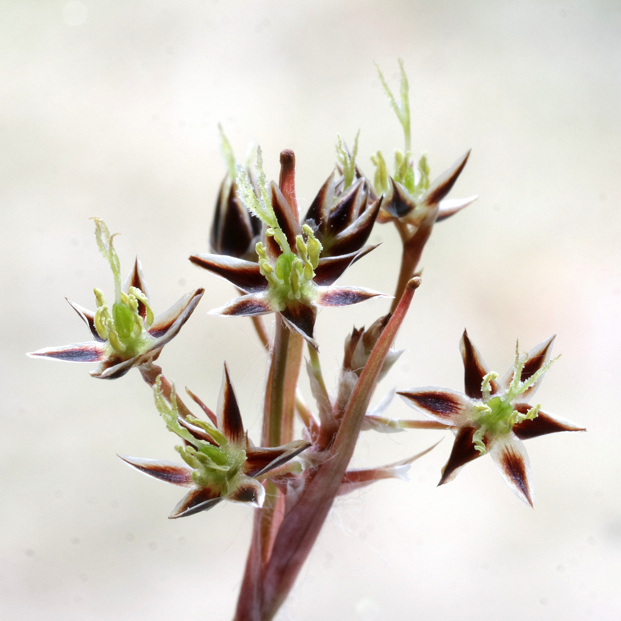 Valokuvaaja: Hannu. Rasiranta