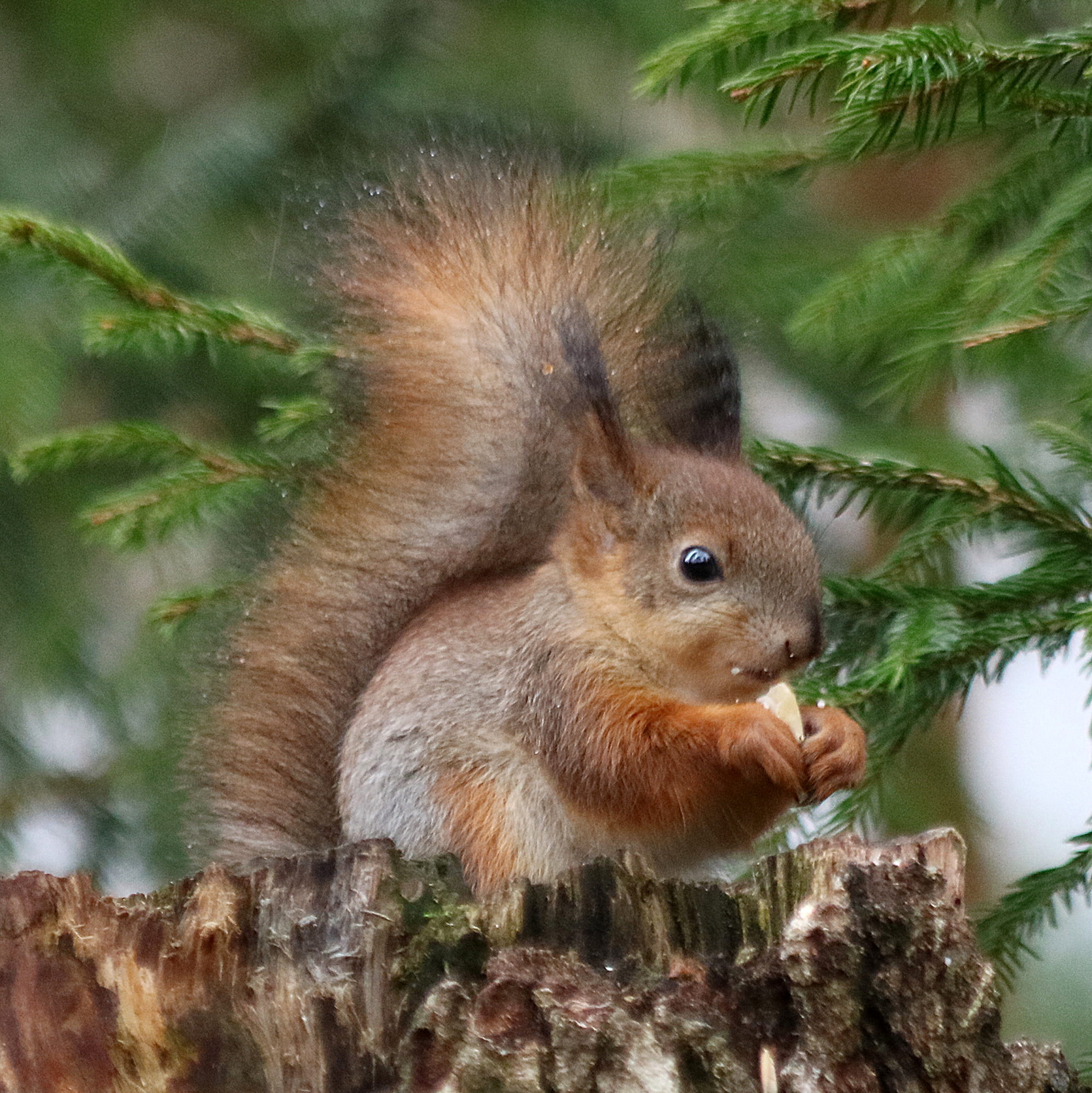 Valokuvaaja: Hannu. Rasiranta