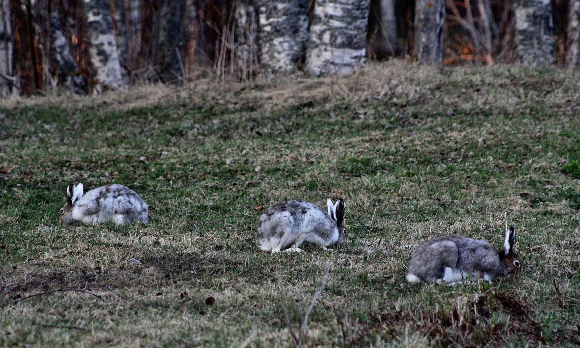 Valokuvaaja: Pirkko Siukonen