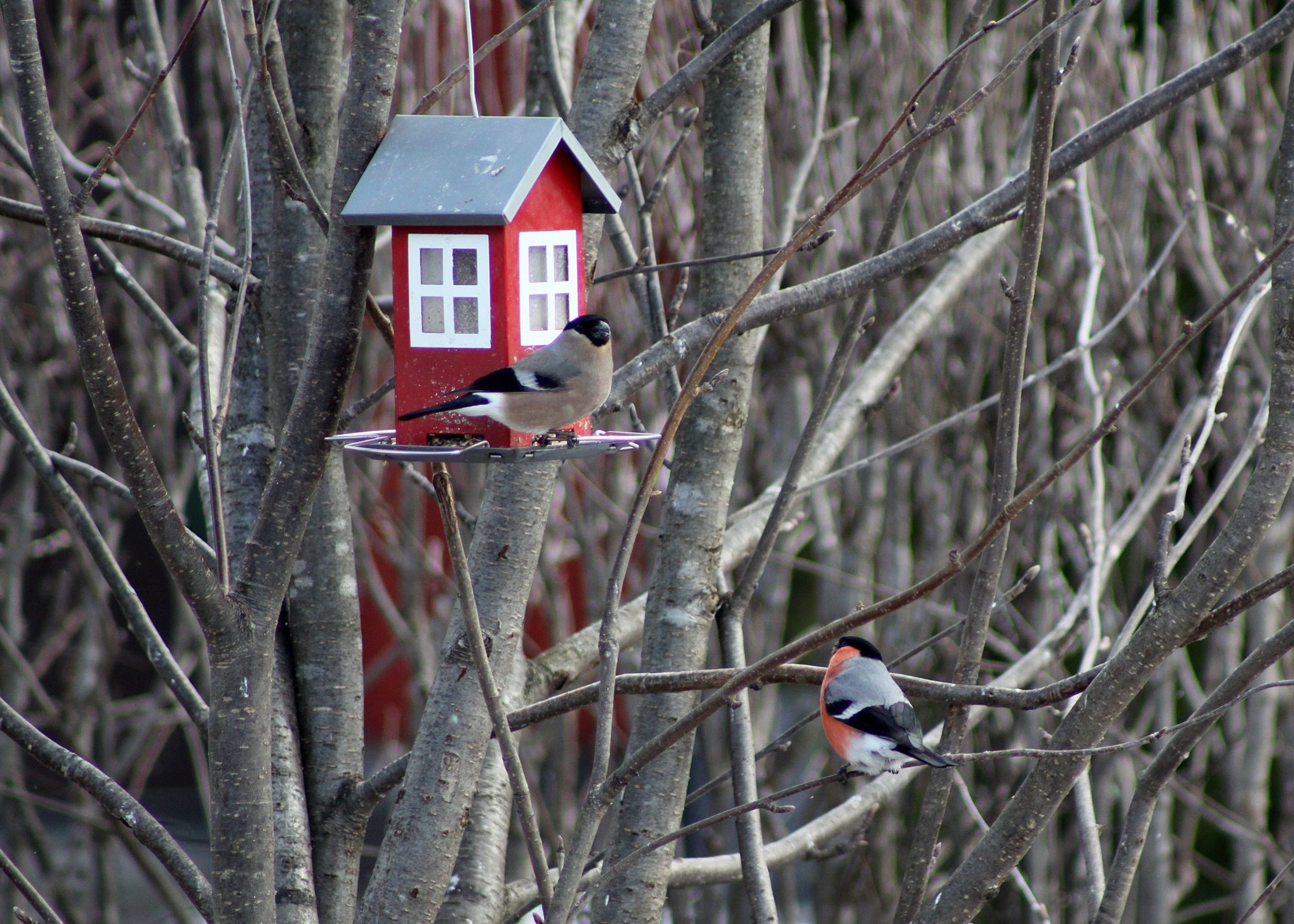 Valokuvaaja: Pirkko Siukonen