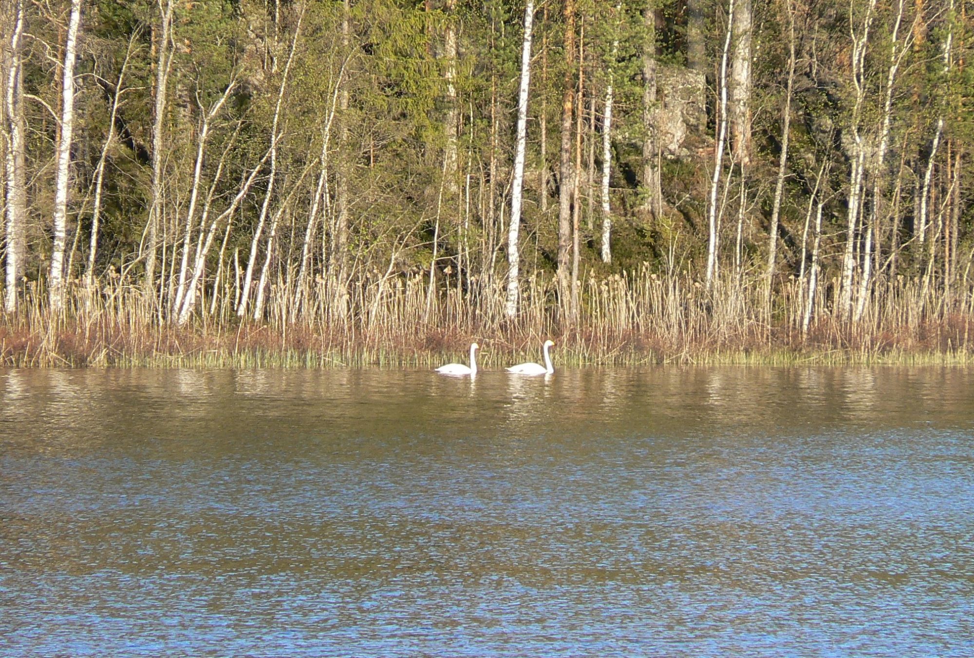 Valokuvaaja: Pekka Heino Valokuvaaja: Pekka Heino