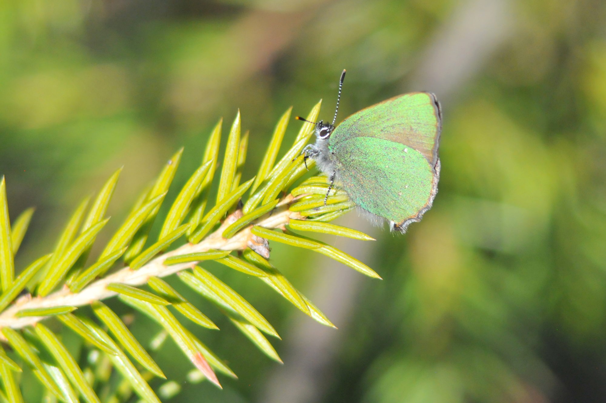 Valokuvaaja: Kaarlo Asikainen