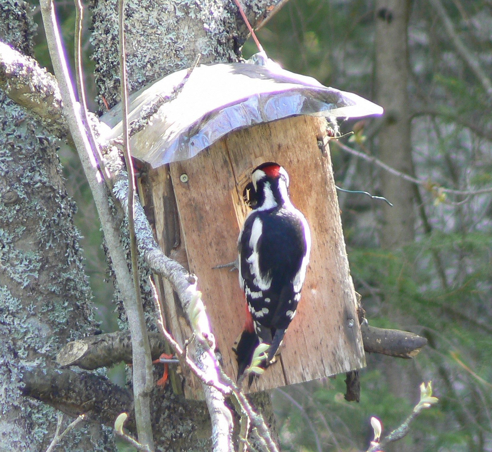 Valokuvaaja: Pekka Heino Valokuvaaja: Pekka Heino