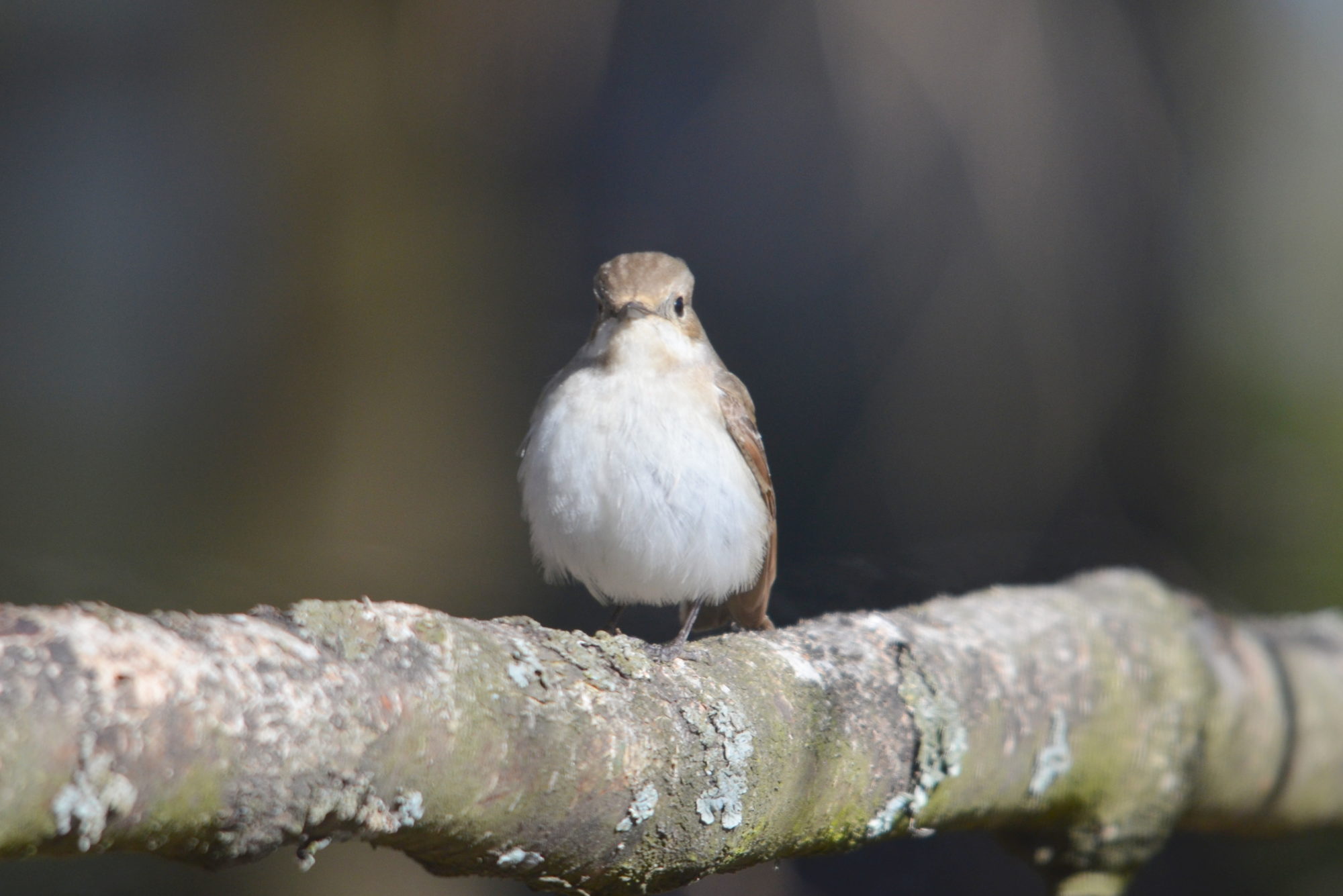 Valokuvaaja: Kaarlo Asikainen