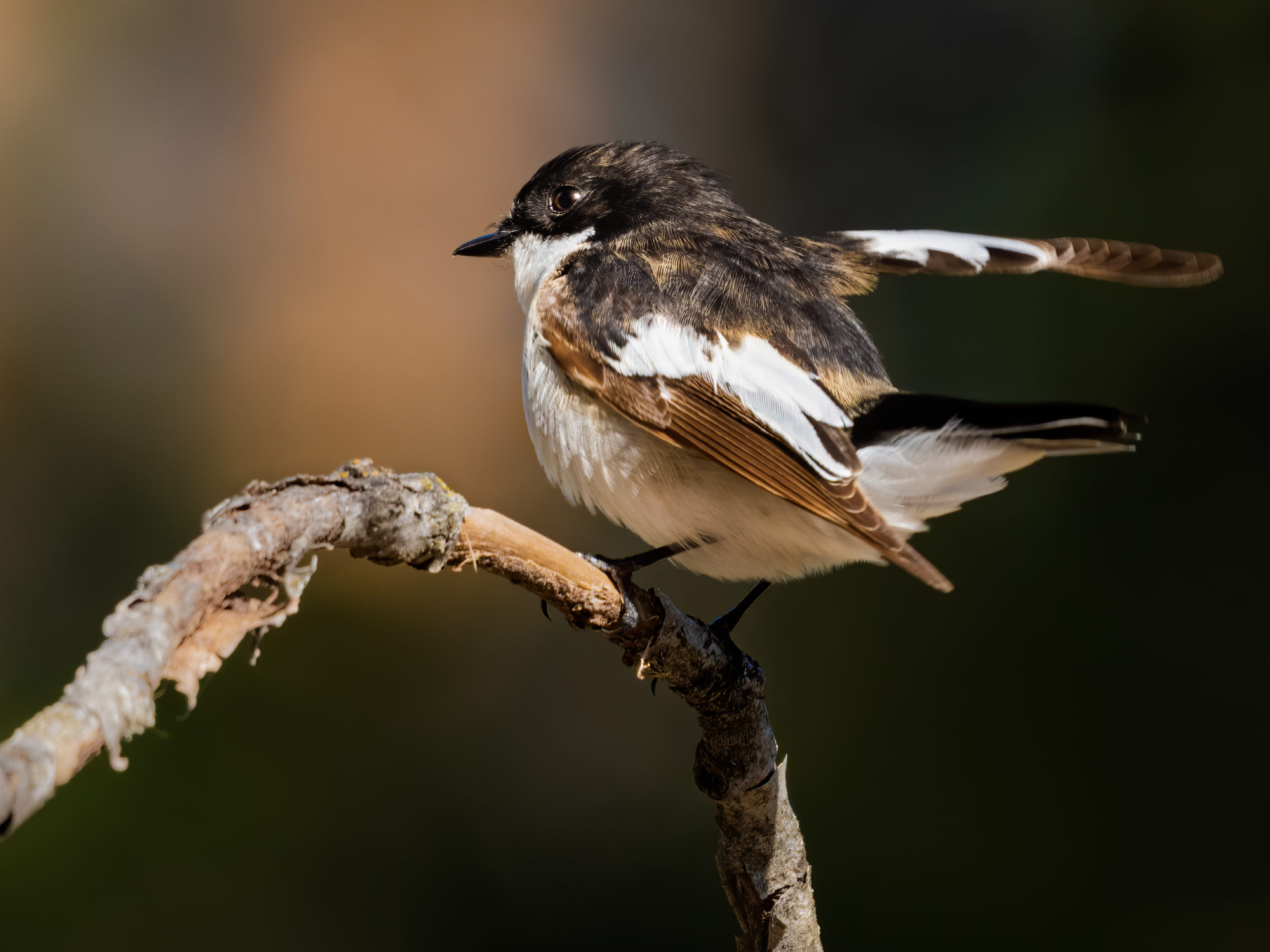 Valokuvaaja: Risto Lavi