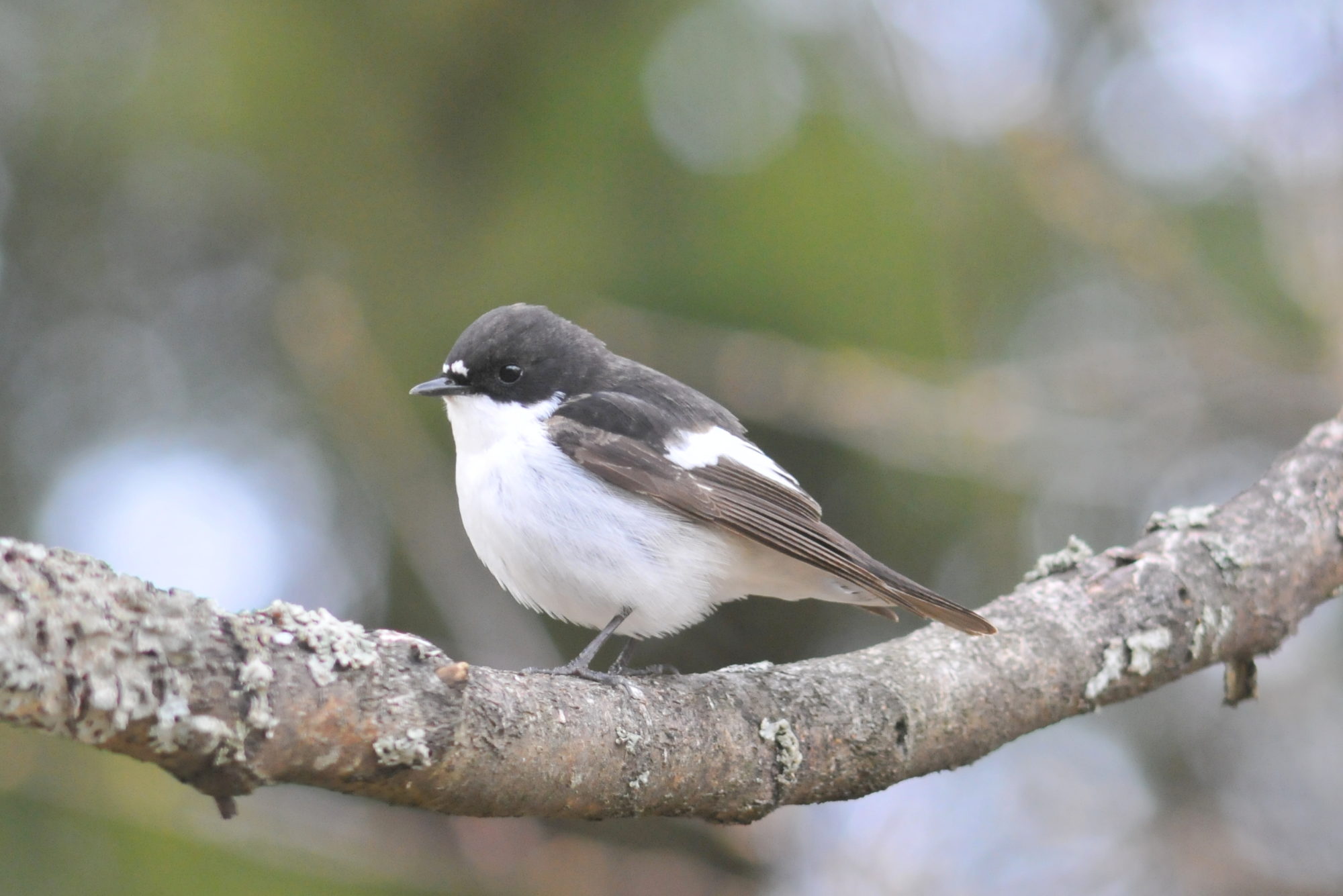 Valokuvaaja: Kaarlo Asikainen