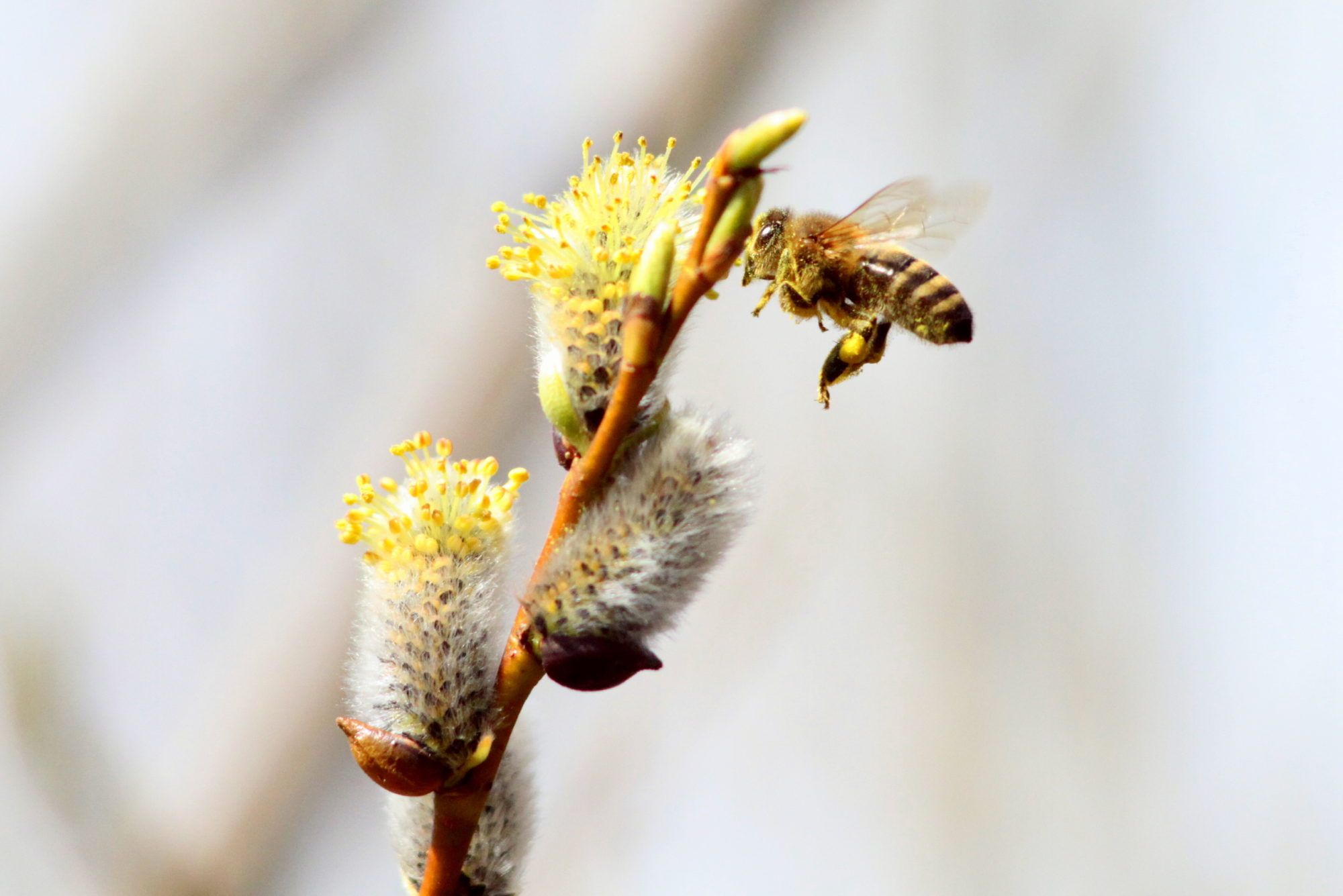 Valokuvaaja: Kaarlo Asikainen Valokuvaaja: Kaarlo Asikainen