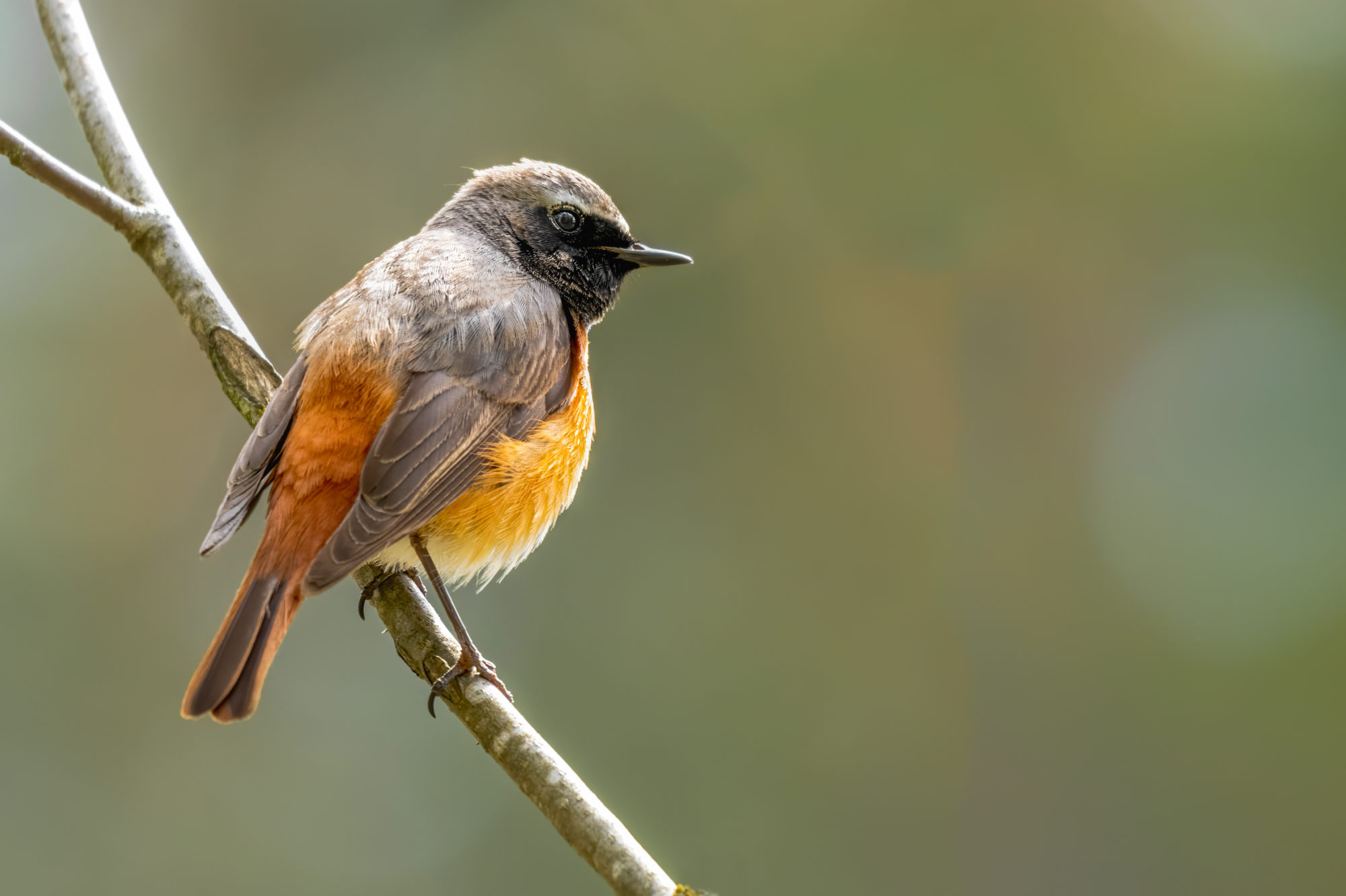 Valokuvaaja: Risto Lavi Valokuvaaja: Risto Lavi