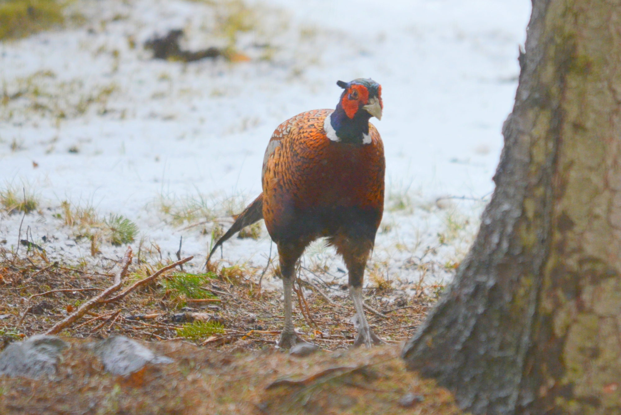 Valokuvaaja: Kaarlo Asikainen