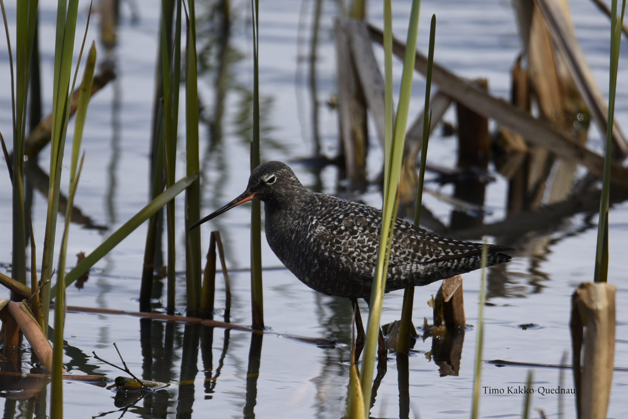 Valokuvaaja: Timo Kakko-Quednau
