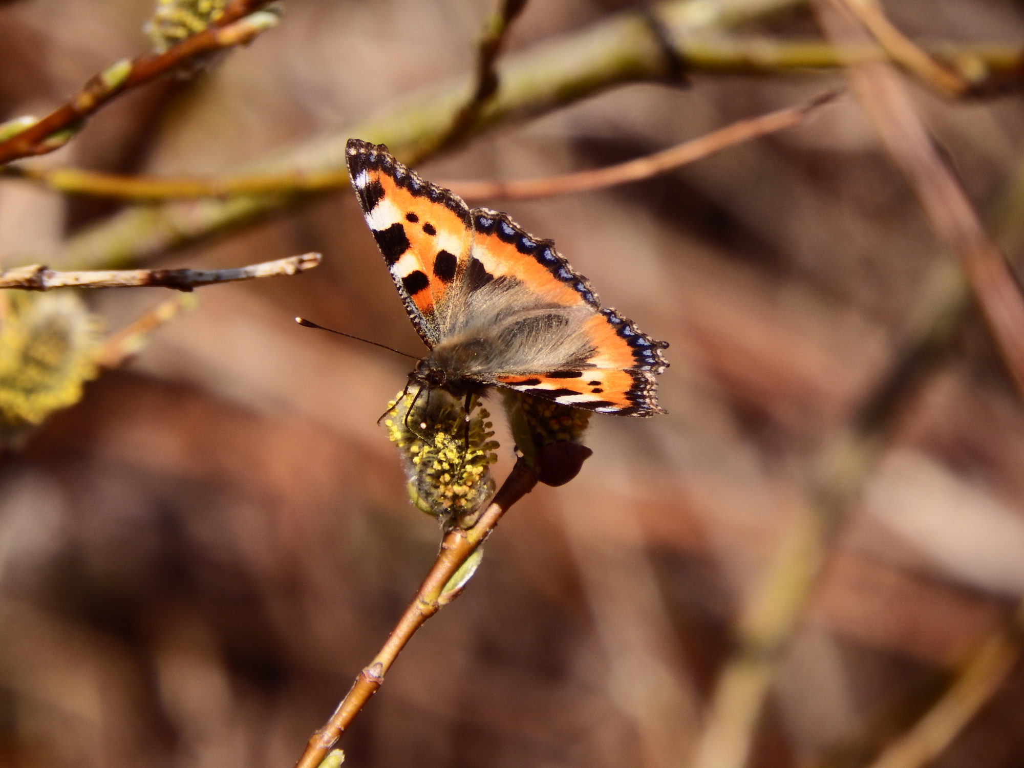 Valokuvaaja: Toni Asikainen