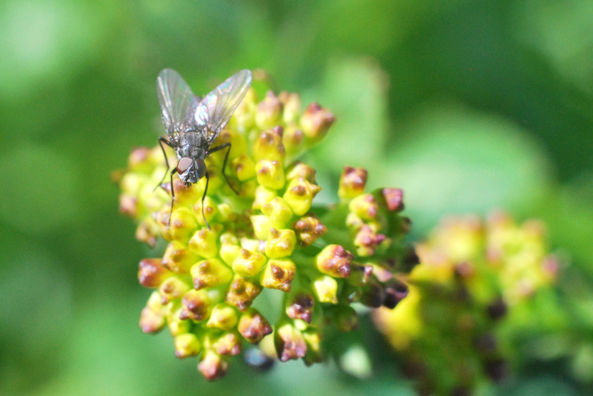 Valokuvaaja: Kaarlo Asikainen