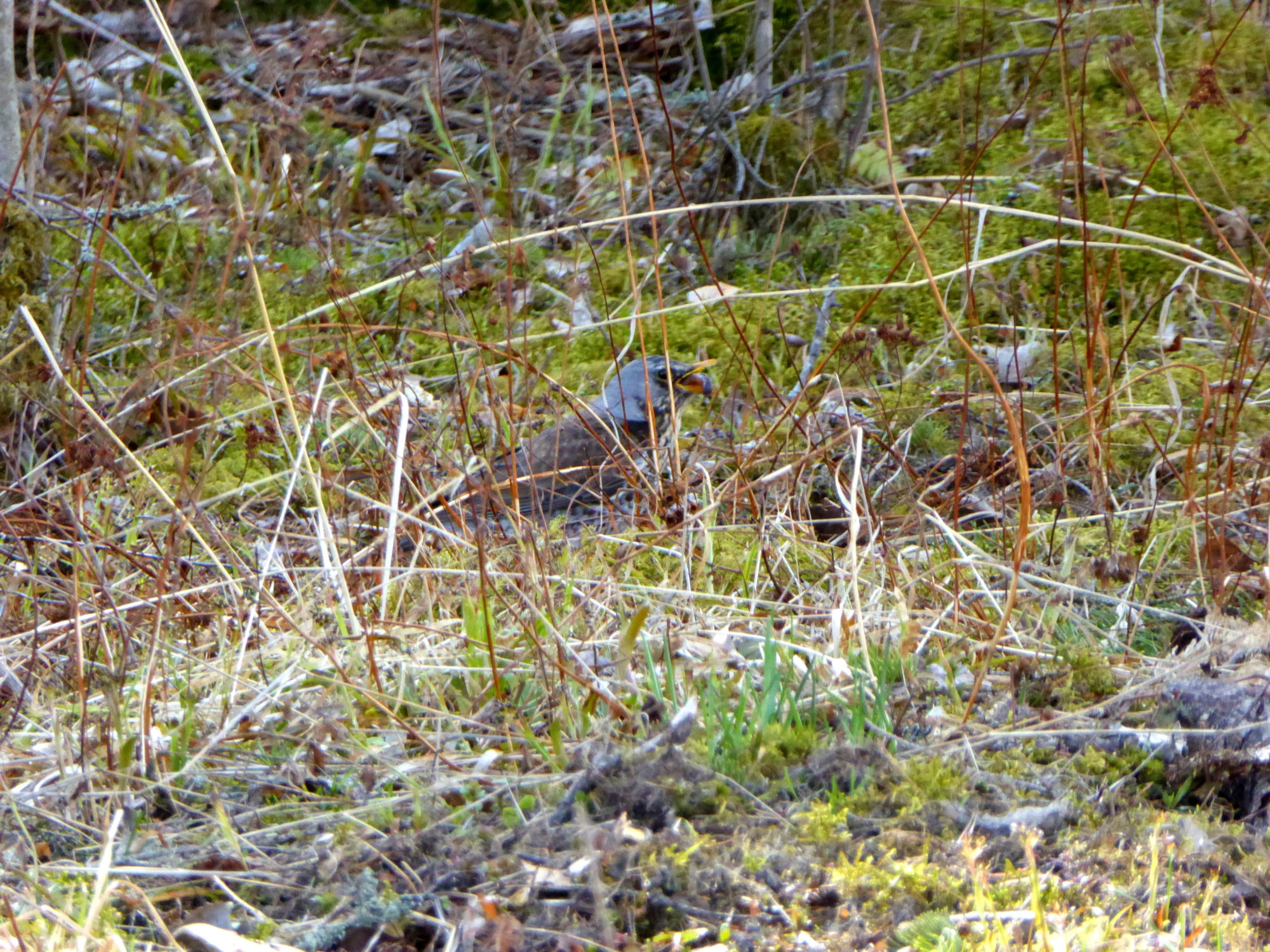 Valokuvaaja: Toni Asikainen