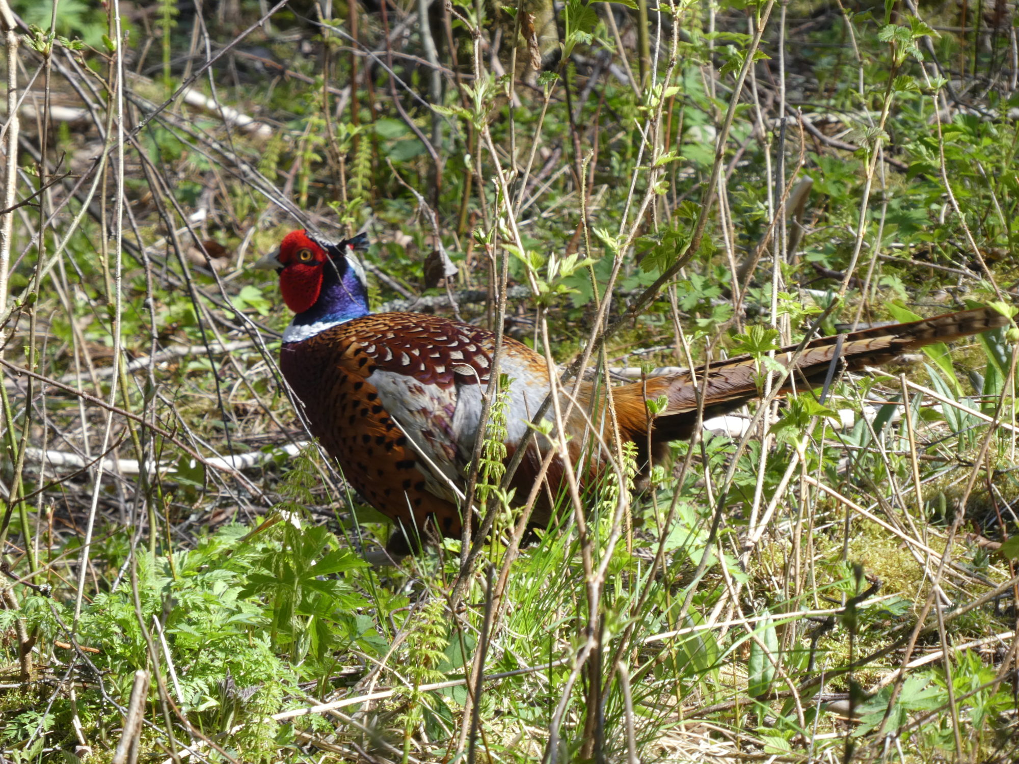 Valokuvaaja: Anja Mustamaa Valokuvaaja: Anja Mustamaa