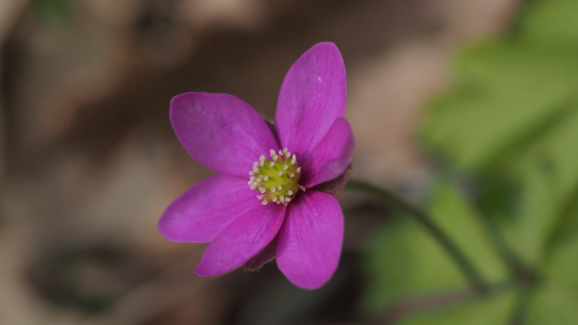 Valokuvaaja: Arja Valtonen