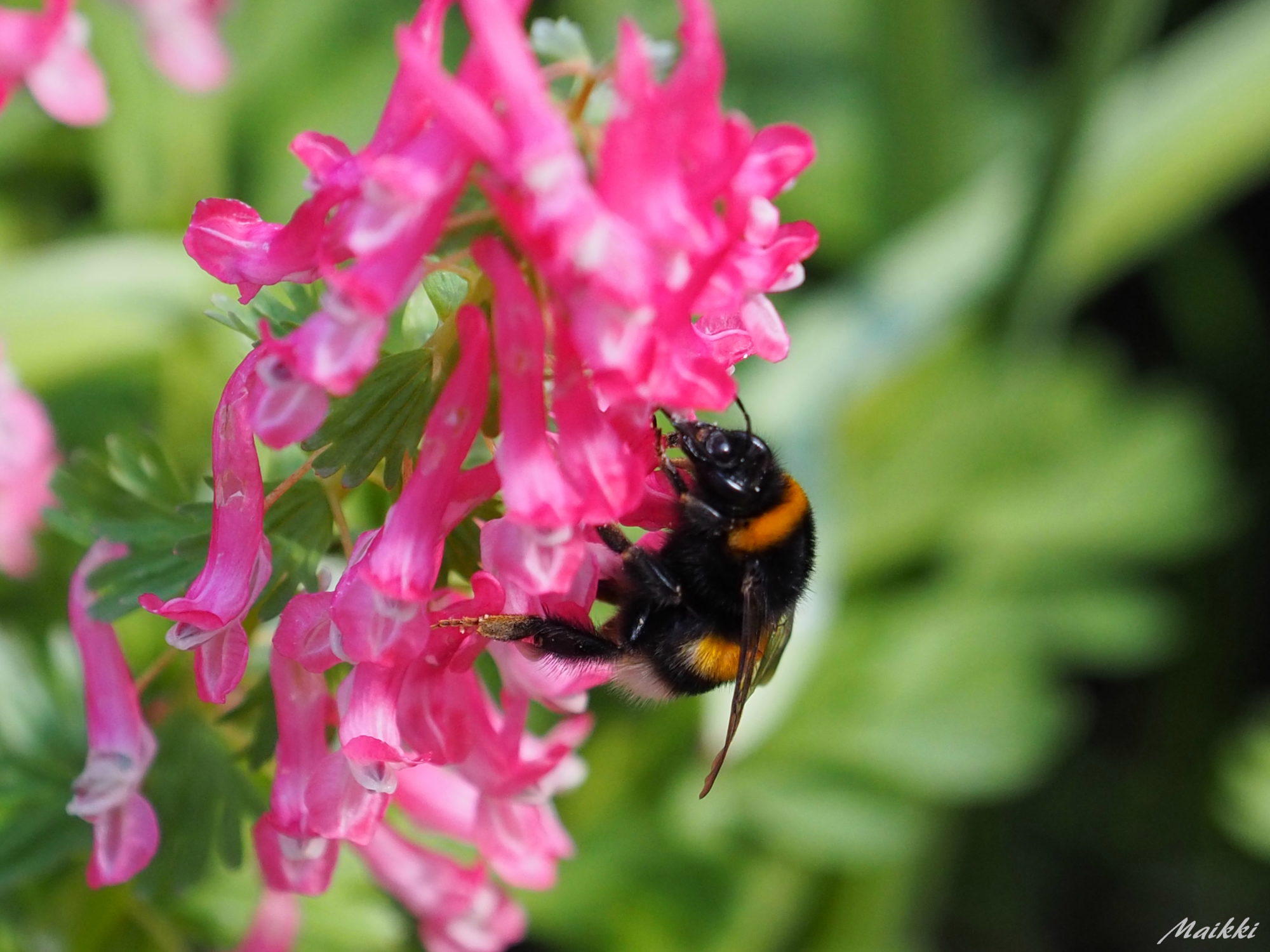 Valokuvaaja: Marja-Leena Kuusisto