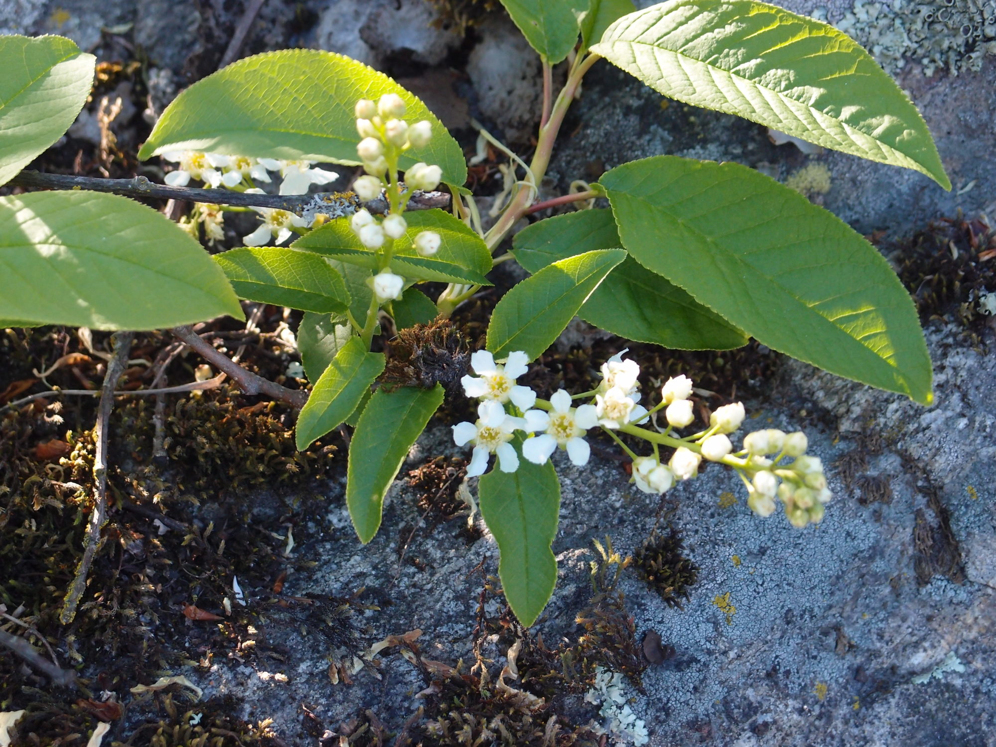 Valokuvaaja: Risto Kangassalo