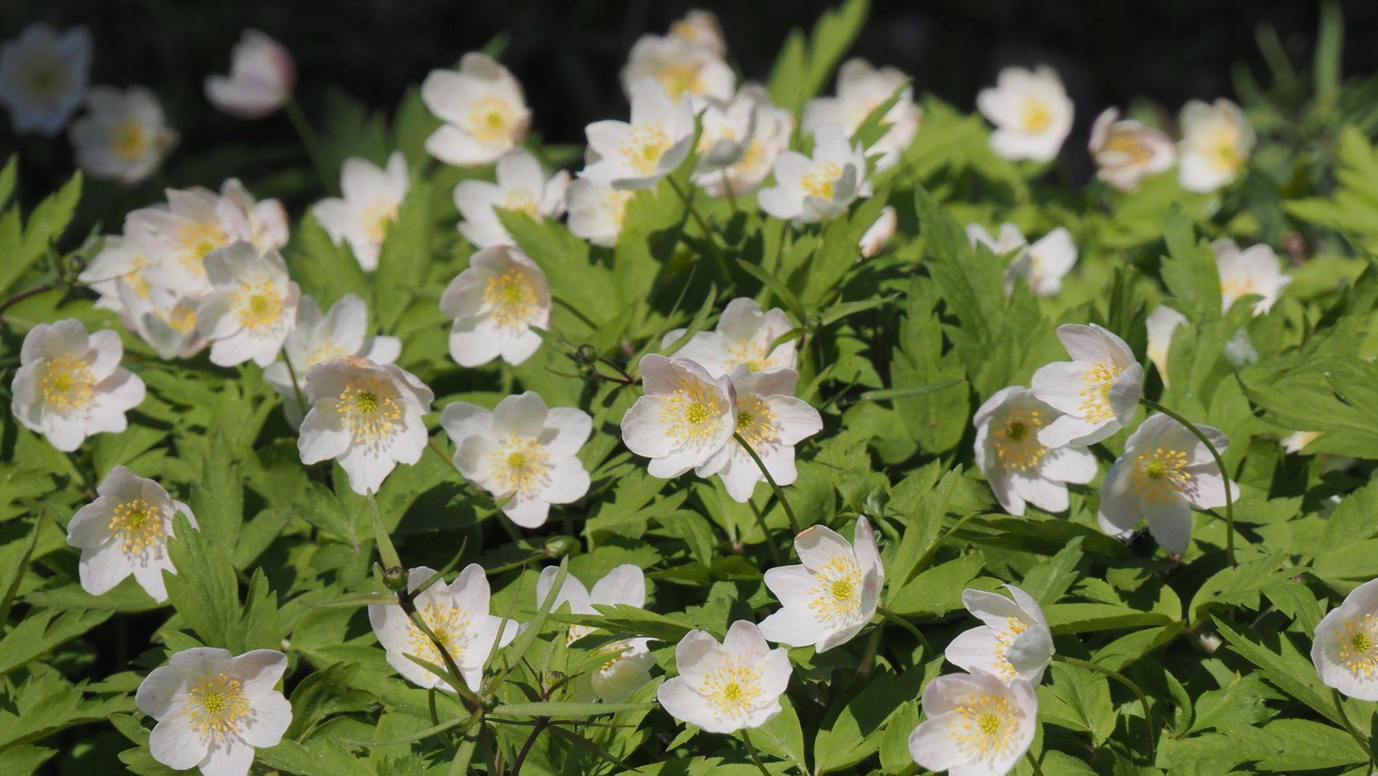 Valokuvaaja: Arja Valtonen