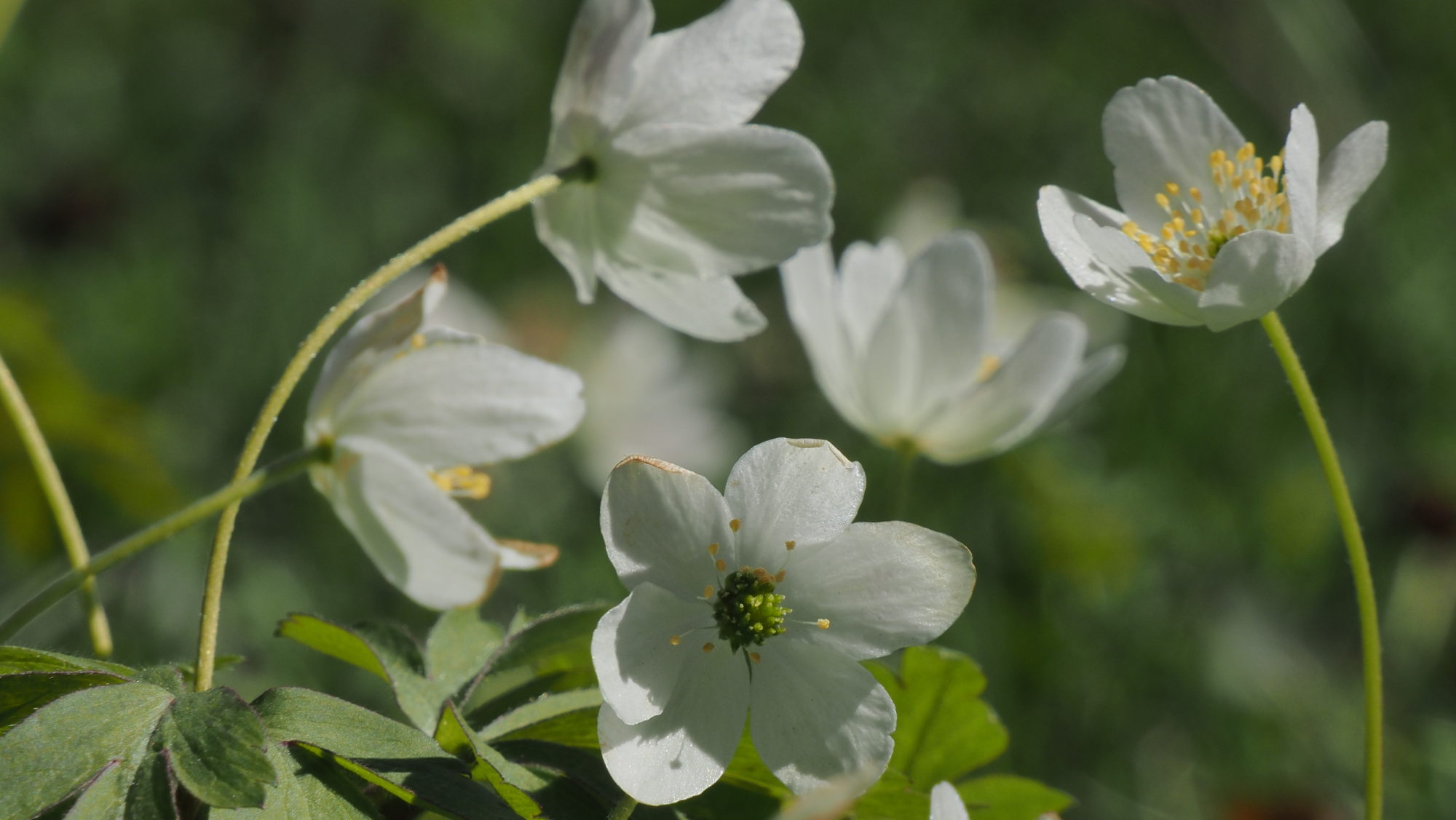 Valokuvaaja: Arja Valtonen