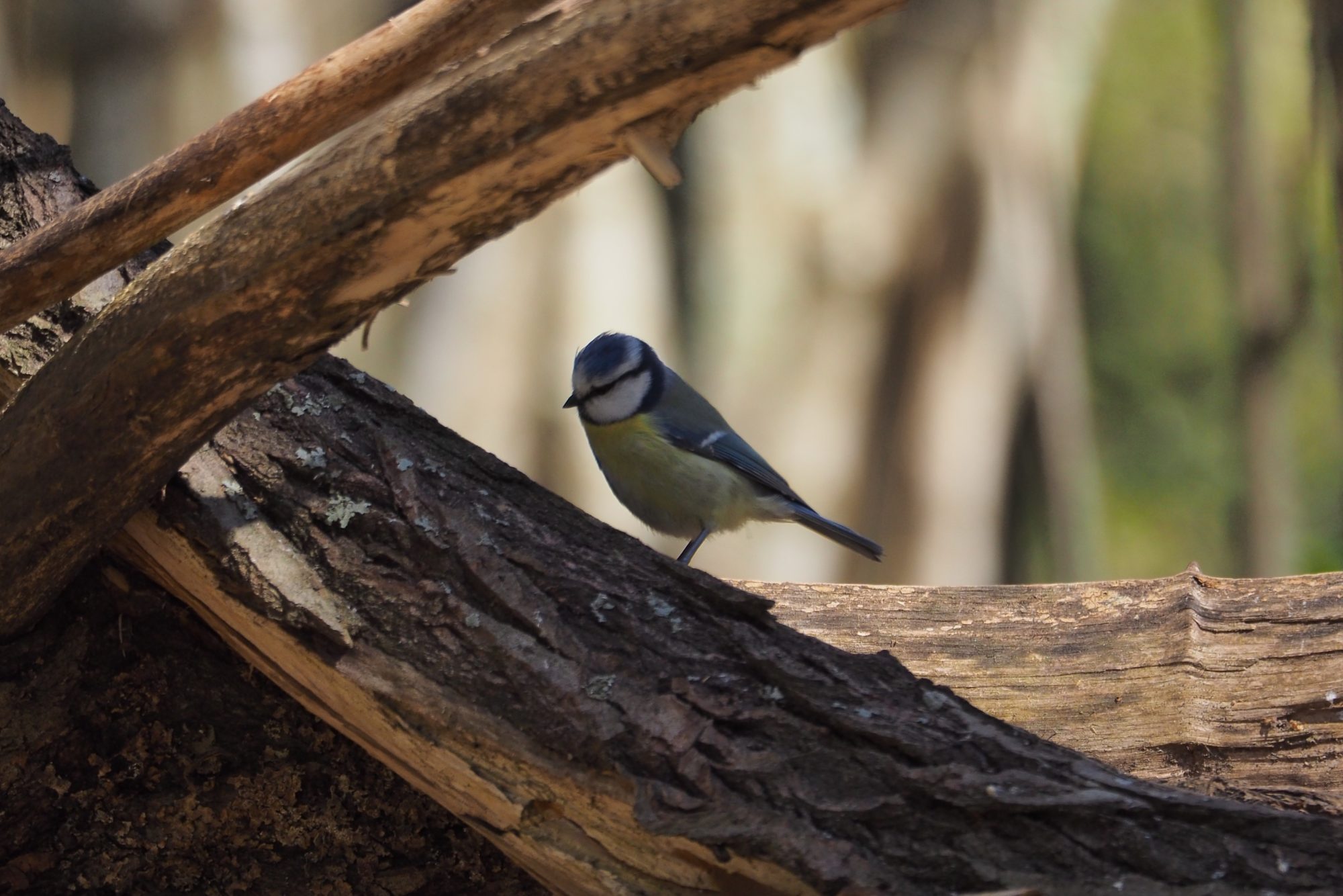 Valokuvaaja: Martti Valtonen
