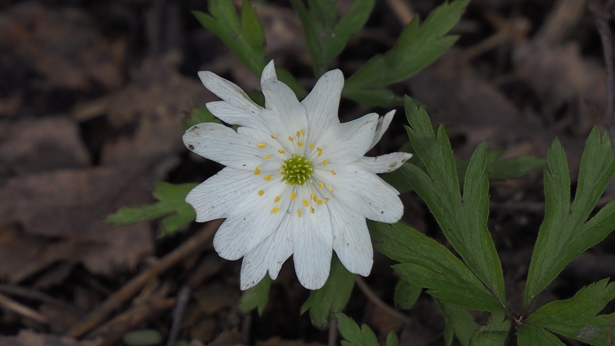 Valokuvaaja: Valtonen Martti