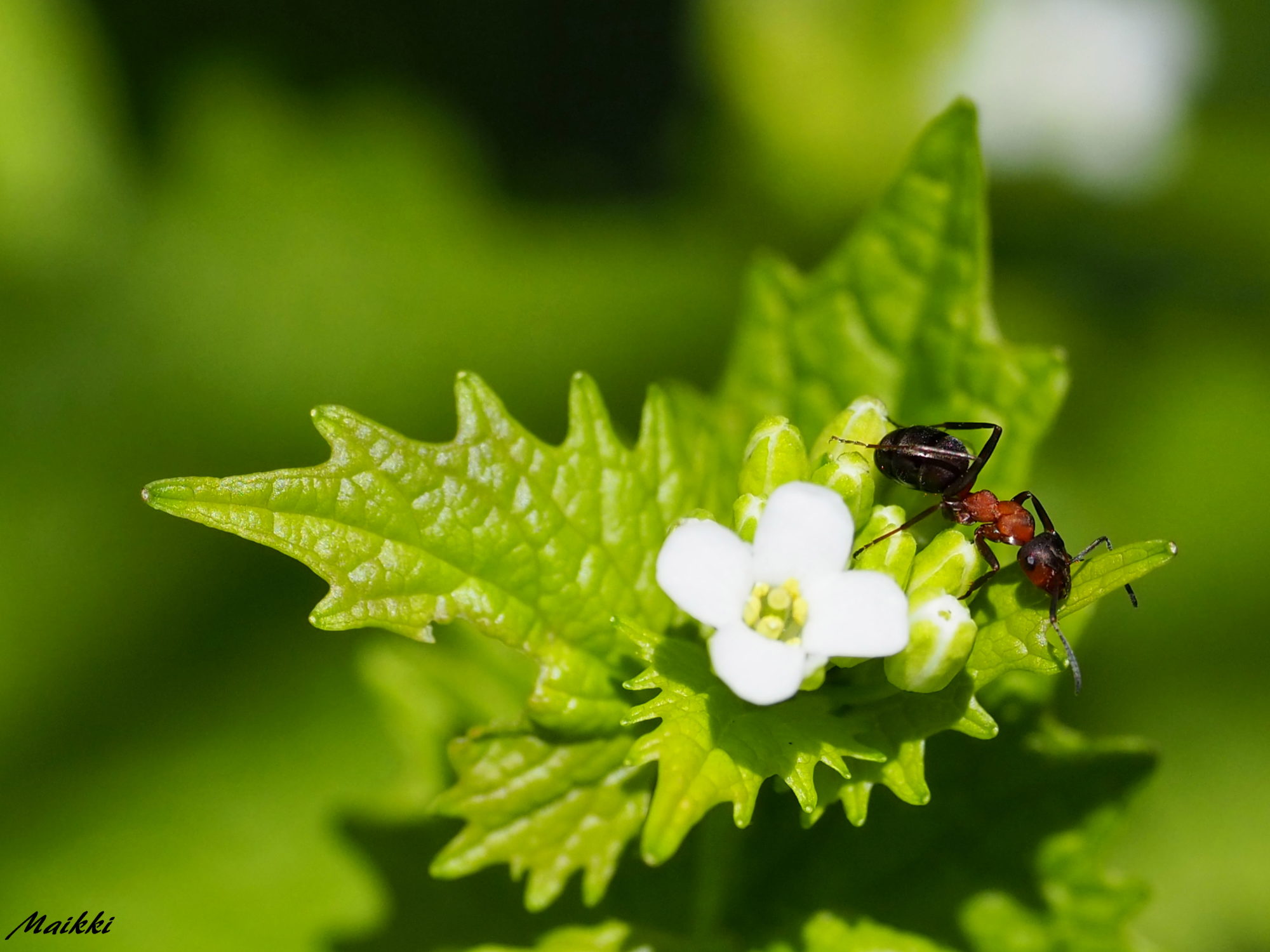 Valokuvaaja: Marja-Leena Kuusisto