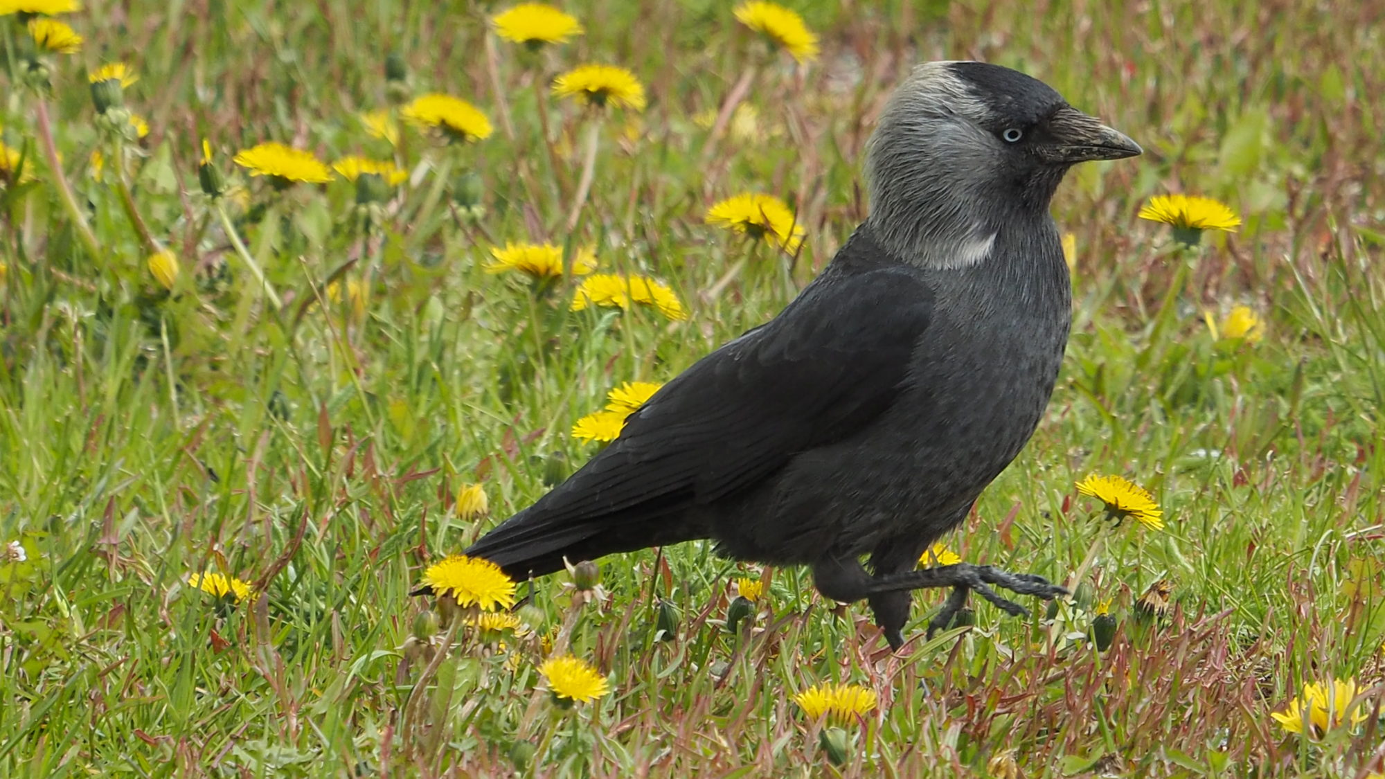 Valokuvaaja: Valtonen Martti