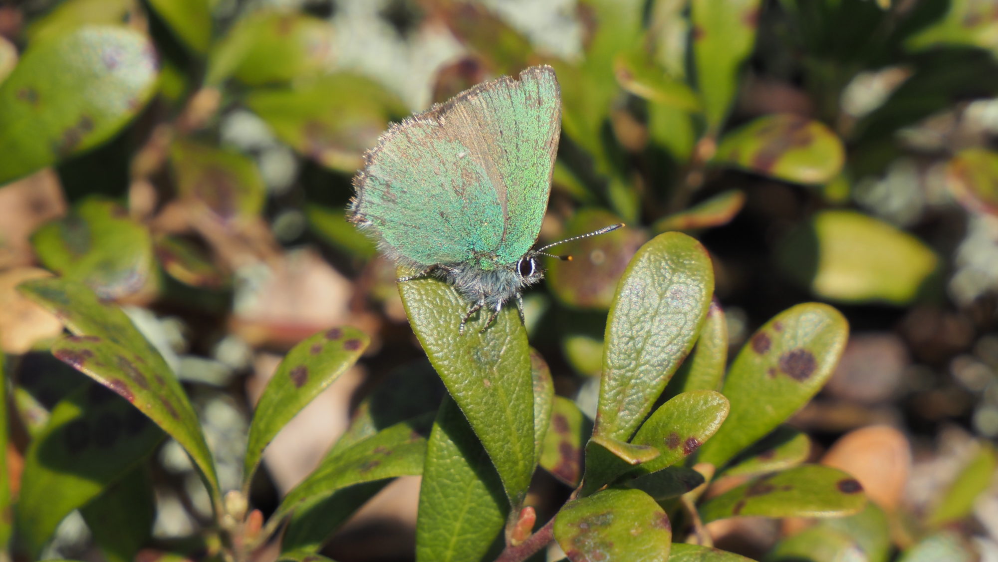 Valokuvaaja: Arja Valtonen