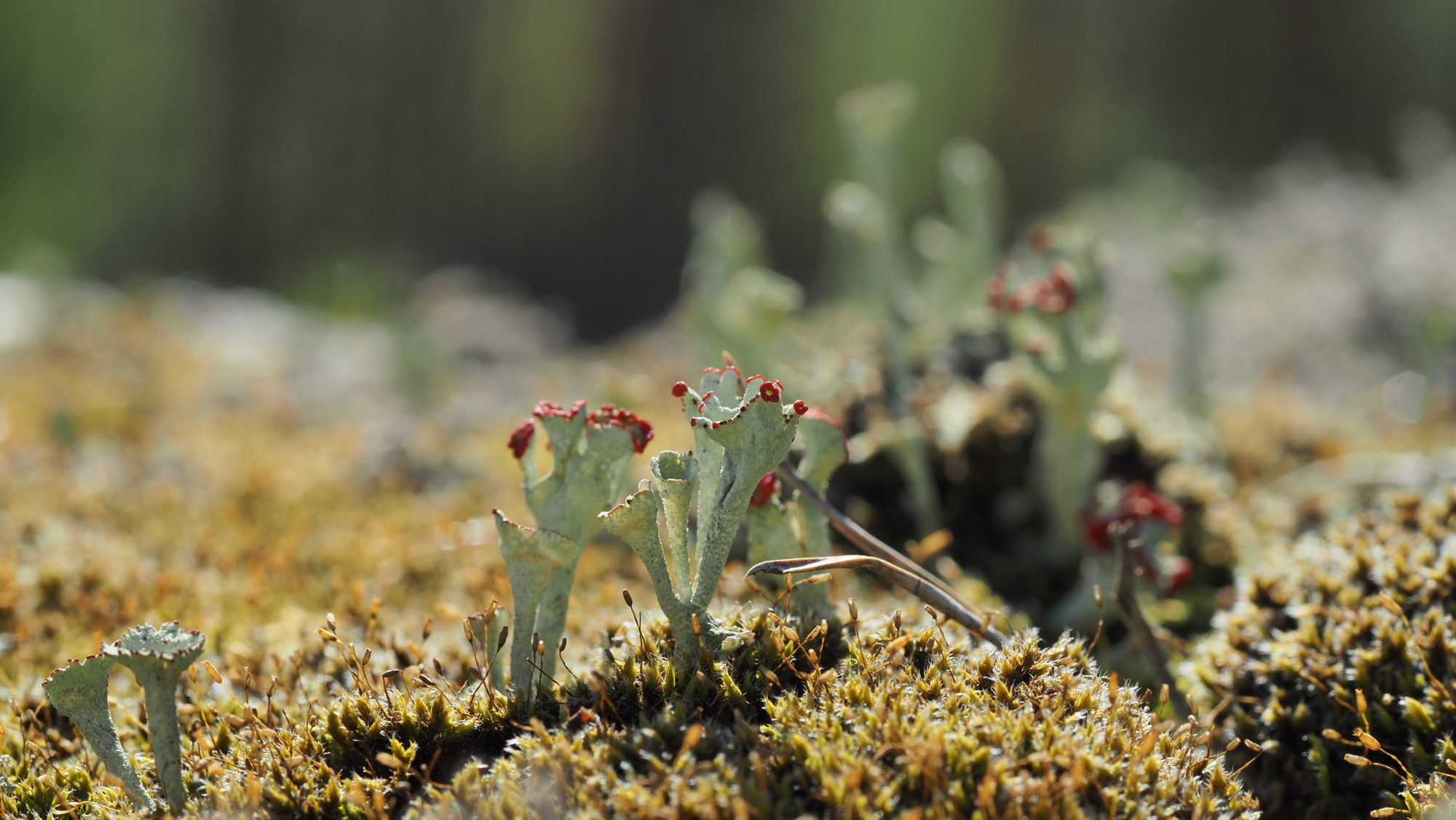 Valokuvaaja: Arja Valtonen