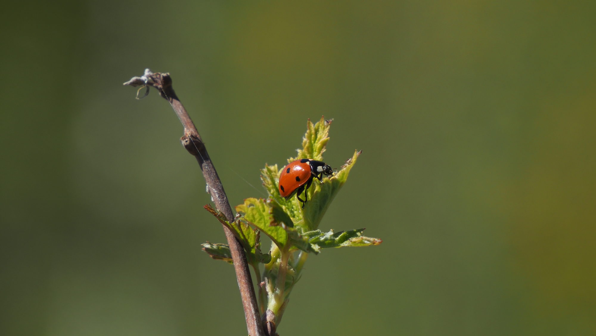 Valokuvaaja: Arja Valtonen