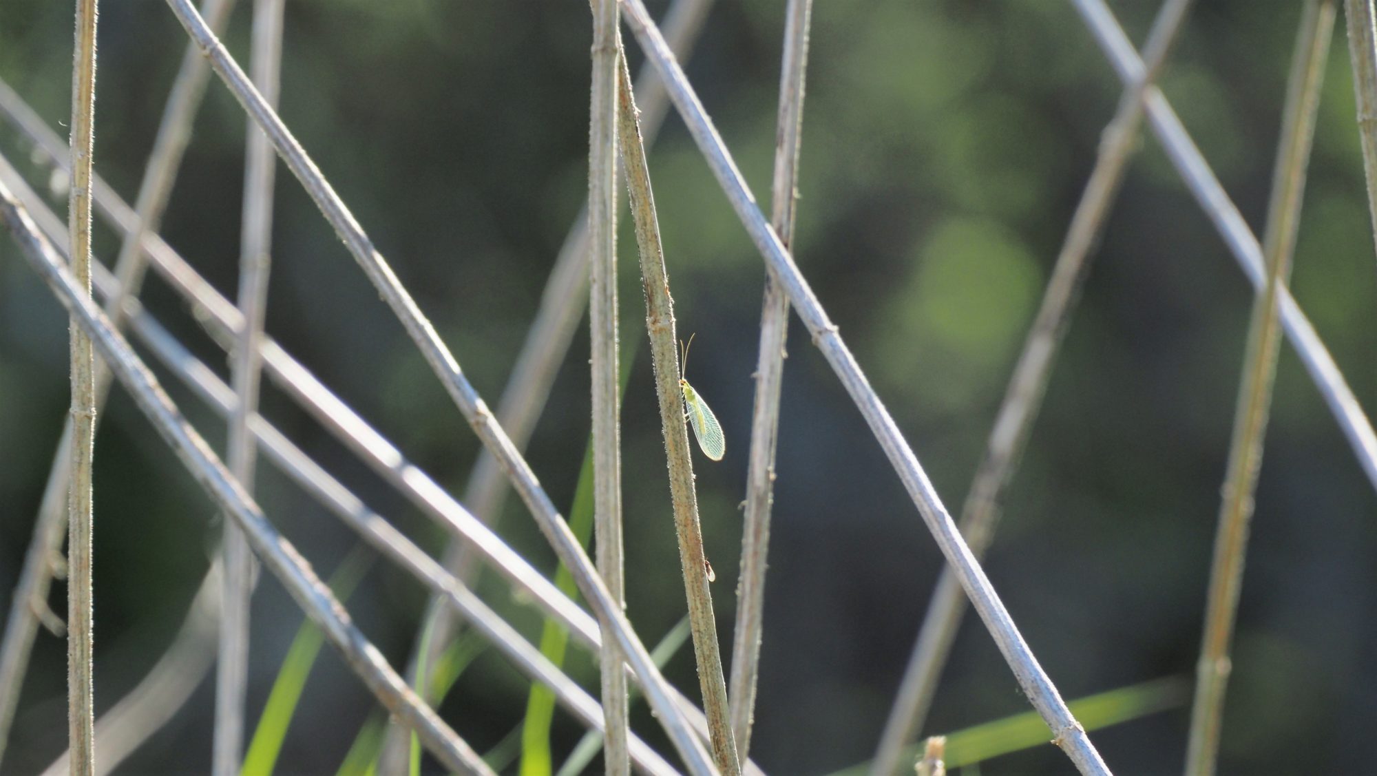 Valokuvaaja: Arja Valtonen
