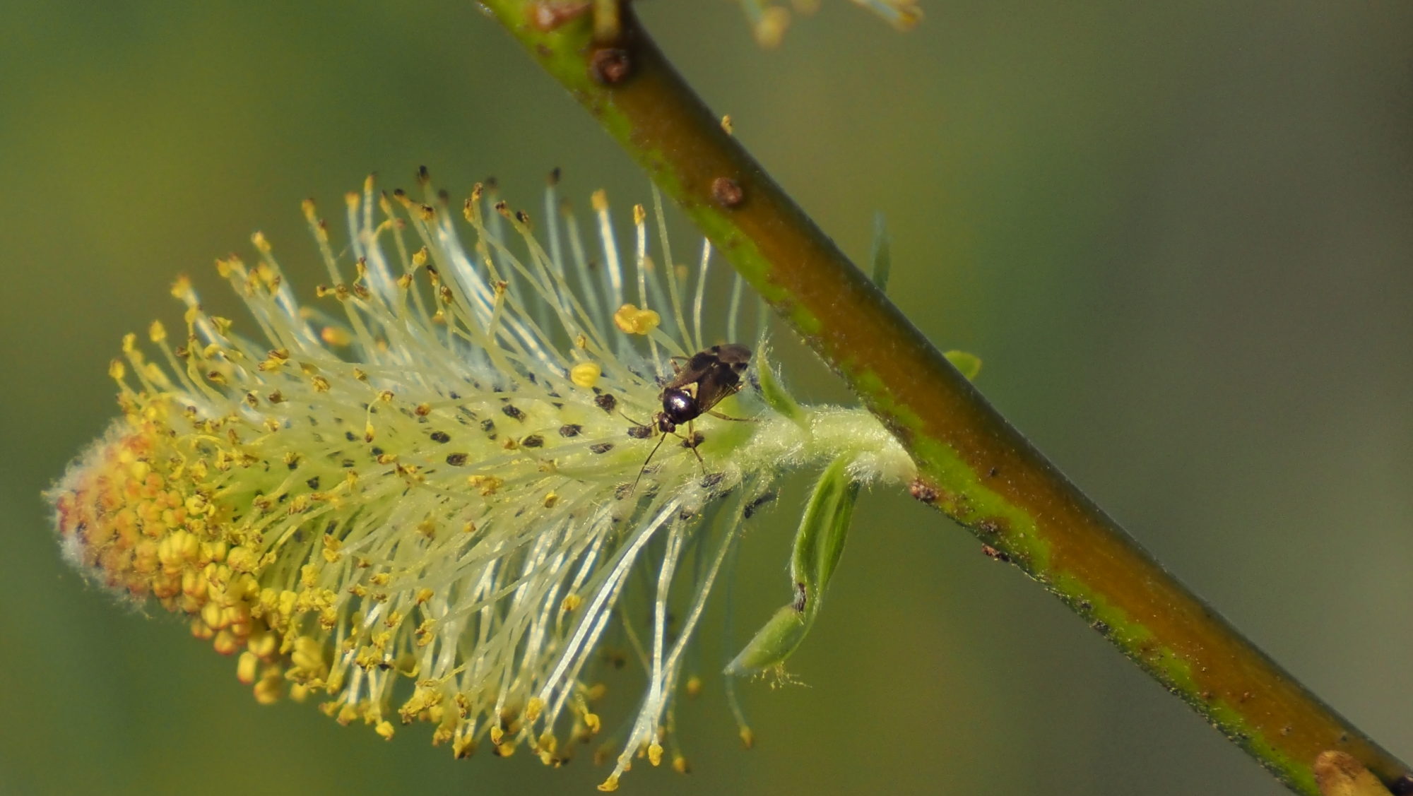 Valokuvaaja: Arja Valtonen