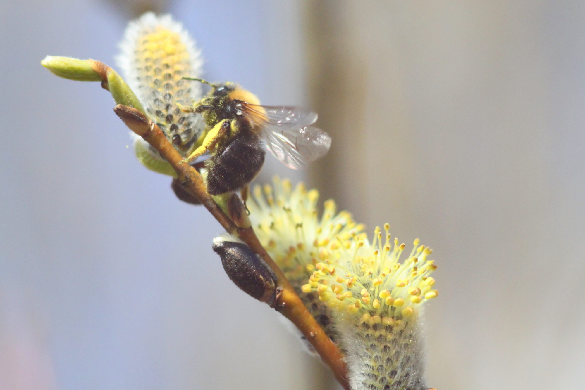 Valokuvaaja: Kaarlo Asikainen