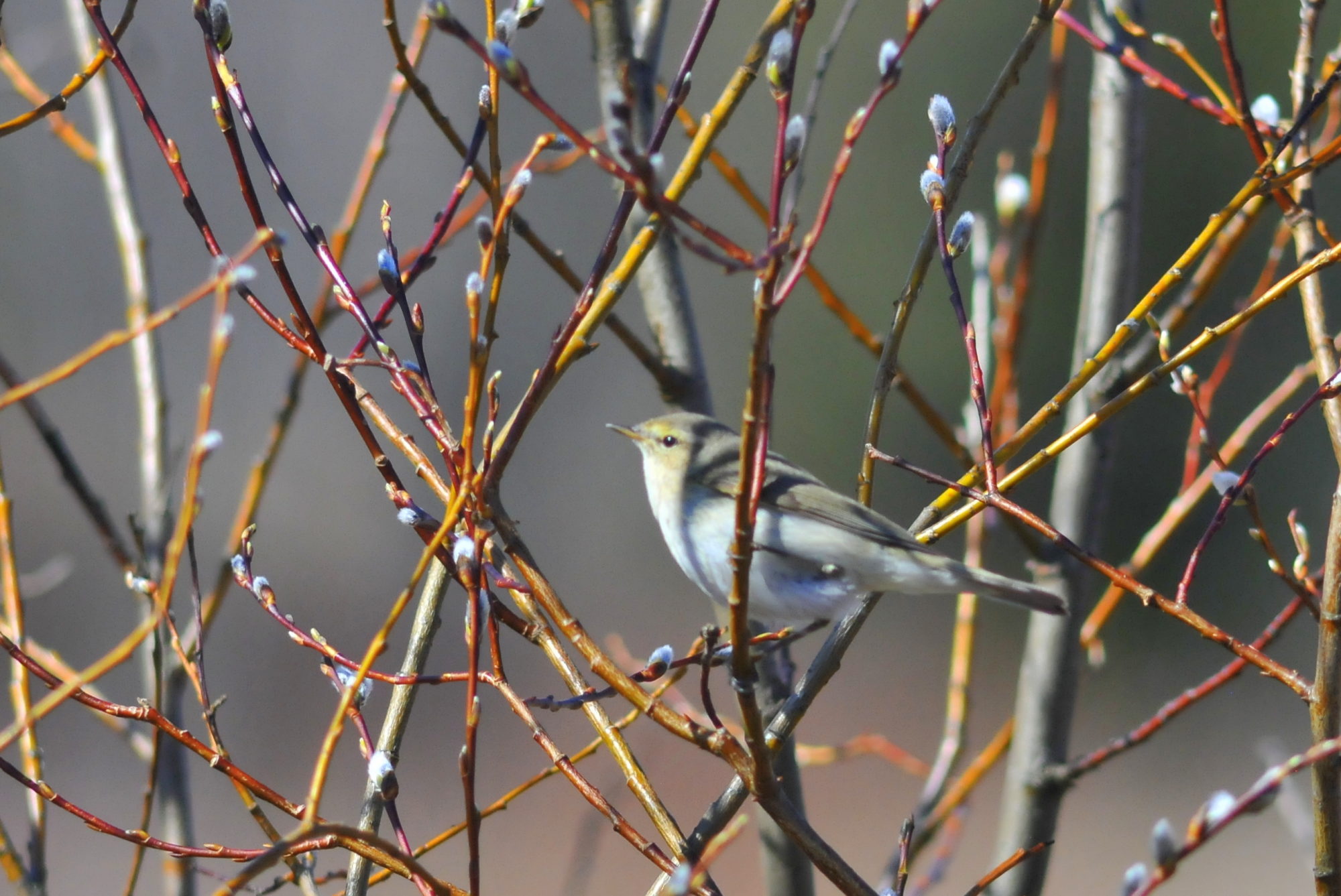 Valokuvaaja: Kaarlo Asikainen