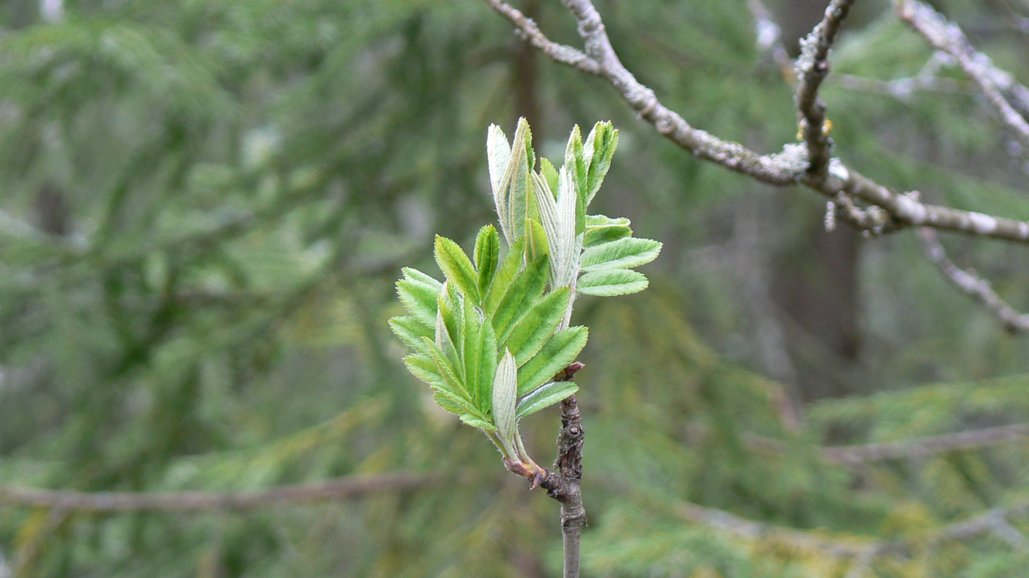 Valokuvaaja: Pekka Heino