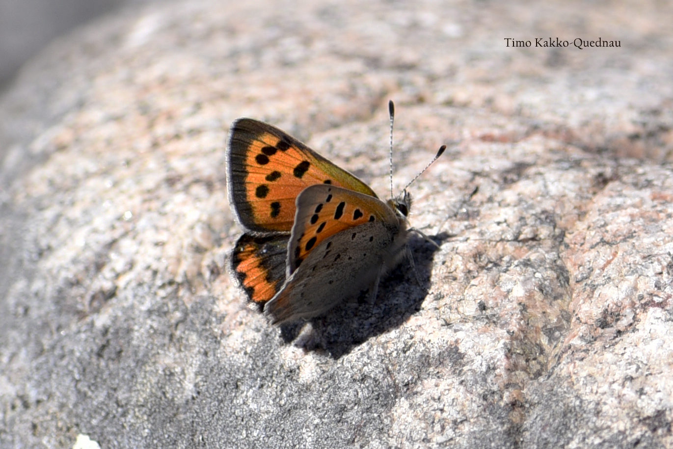 Valokuvaaja: Timo Kakko-Quednau