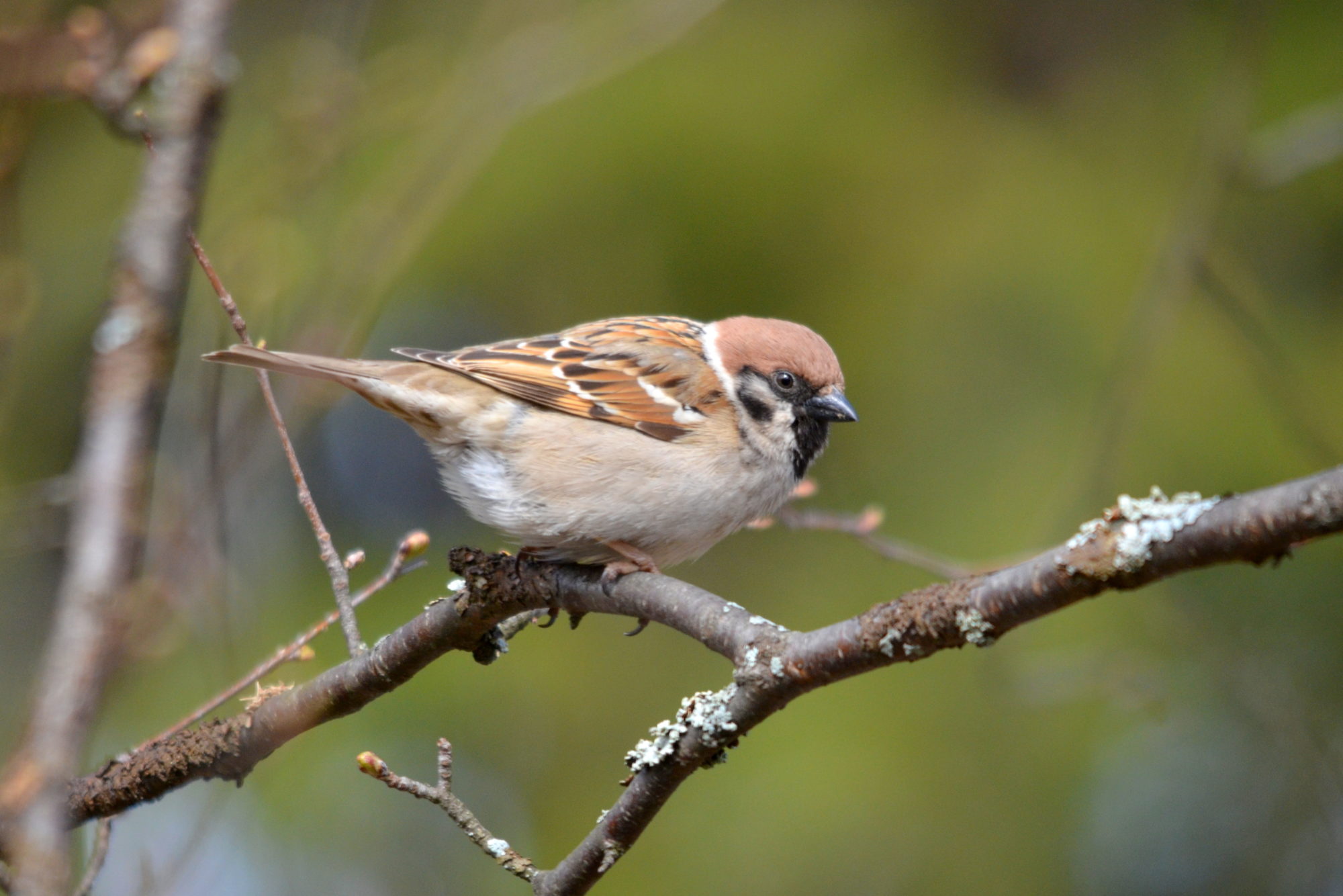 Valokuvaaja: Kaarlo Asikainen