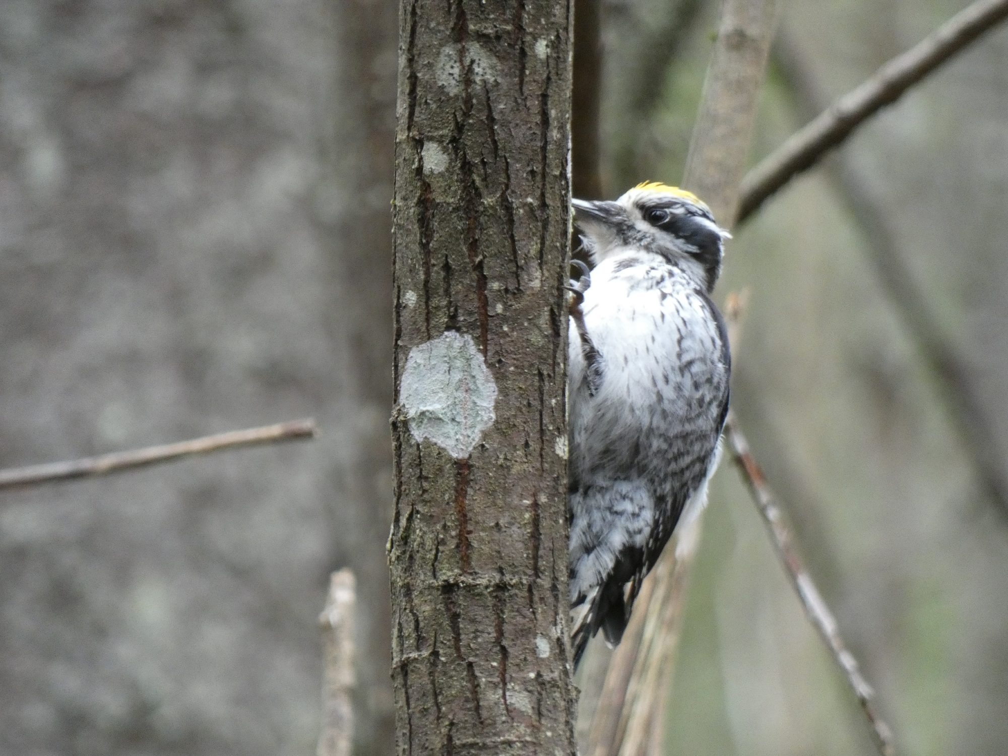Valokuvaaja: Eero Peltonen