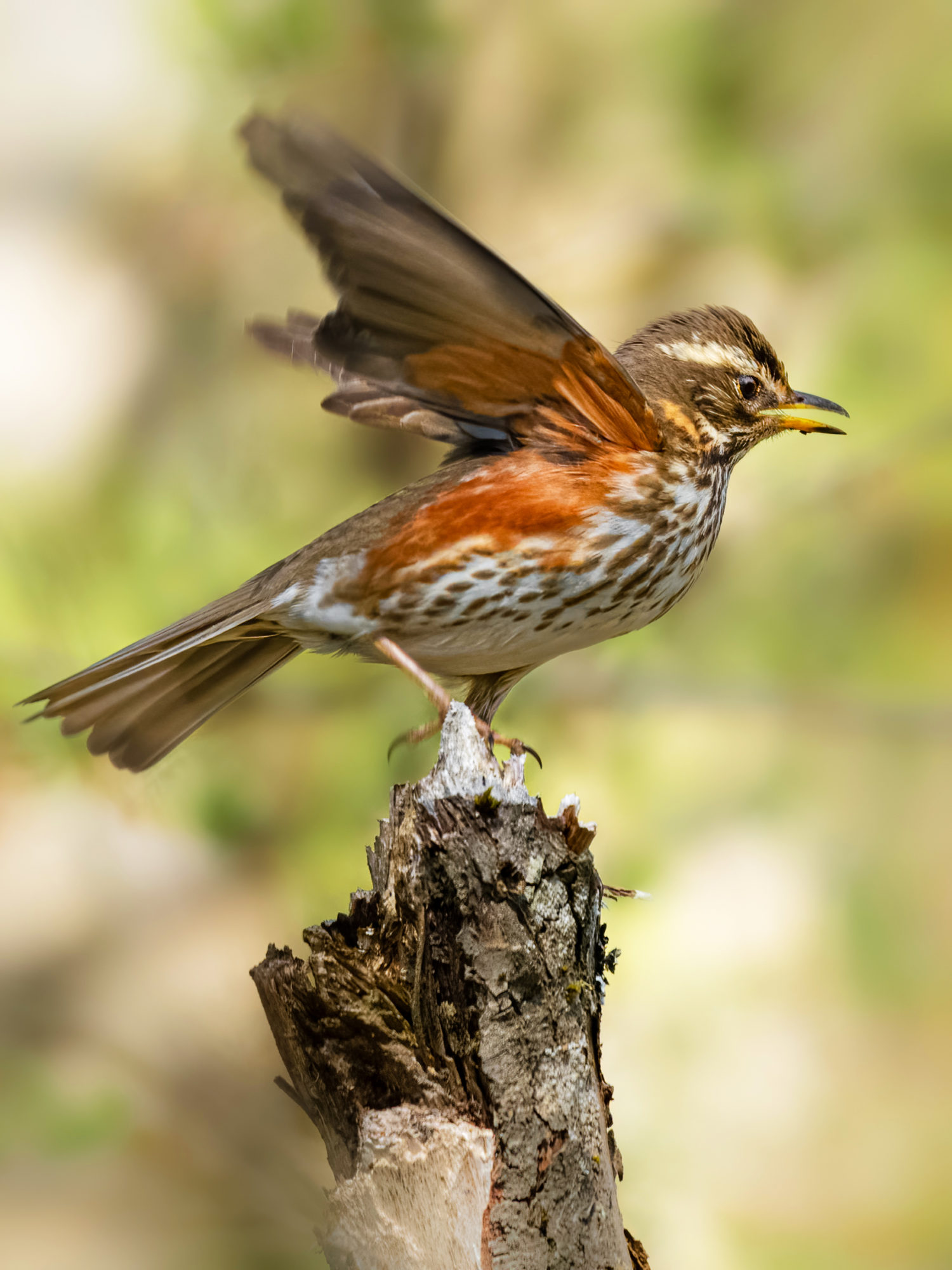 Valokuvaaja: Risto Lavi