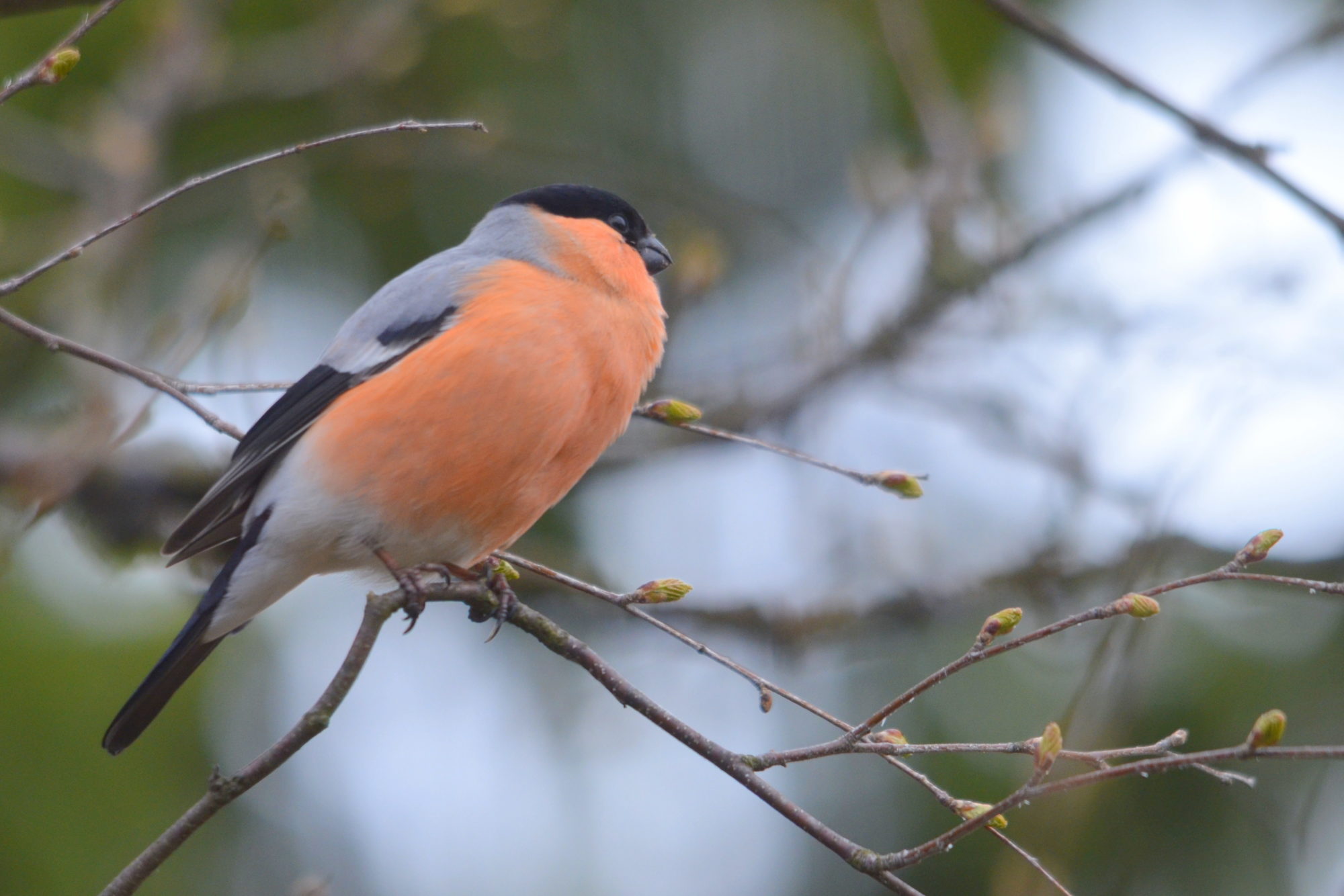 Valokuvaaja: Kaarlo Asikainen