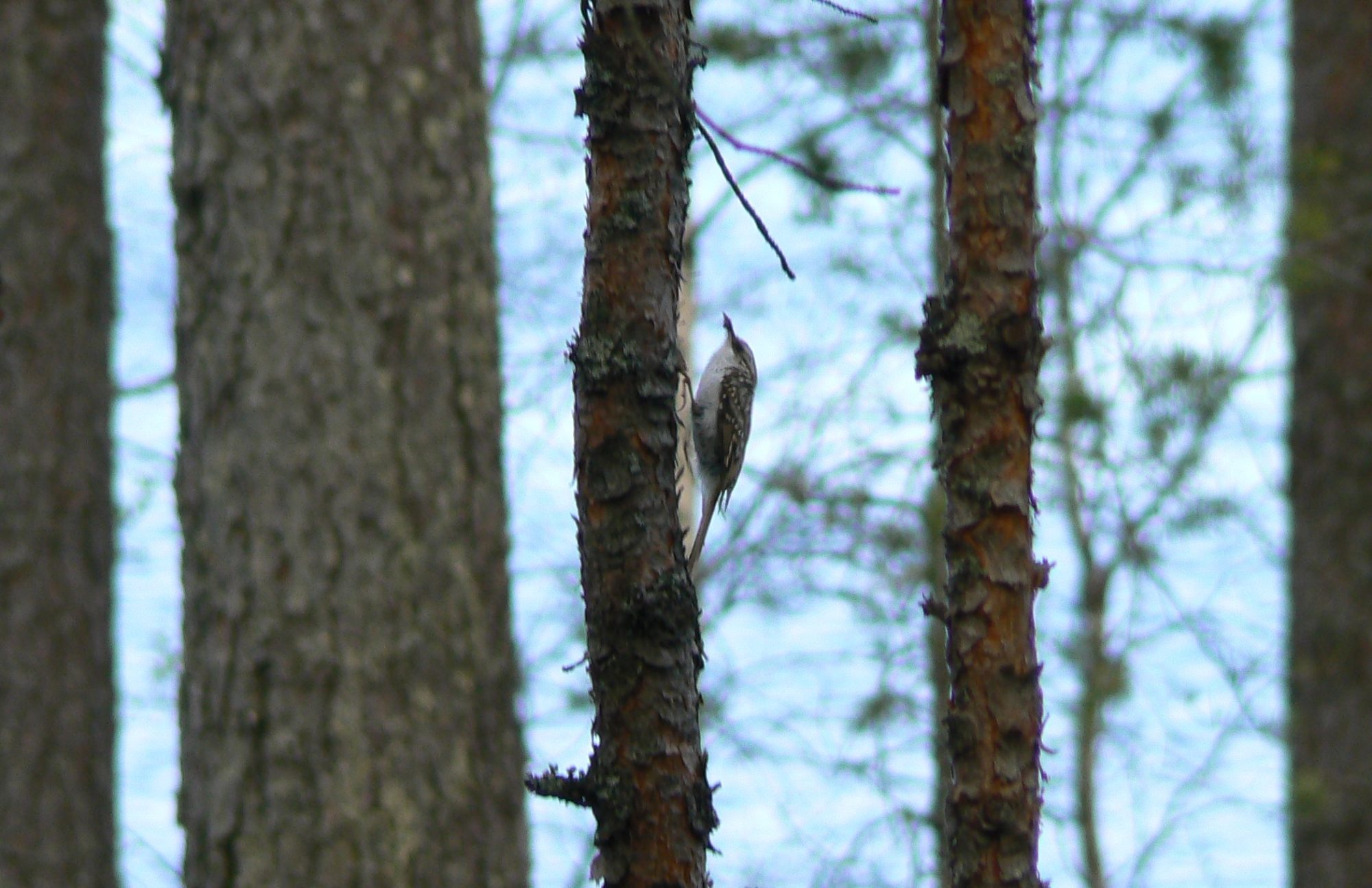 Valokuvaaja: Pekka Heino Valokuvaaja: Pekka Heino