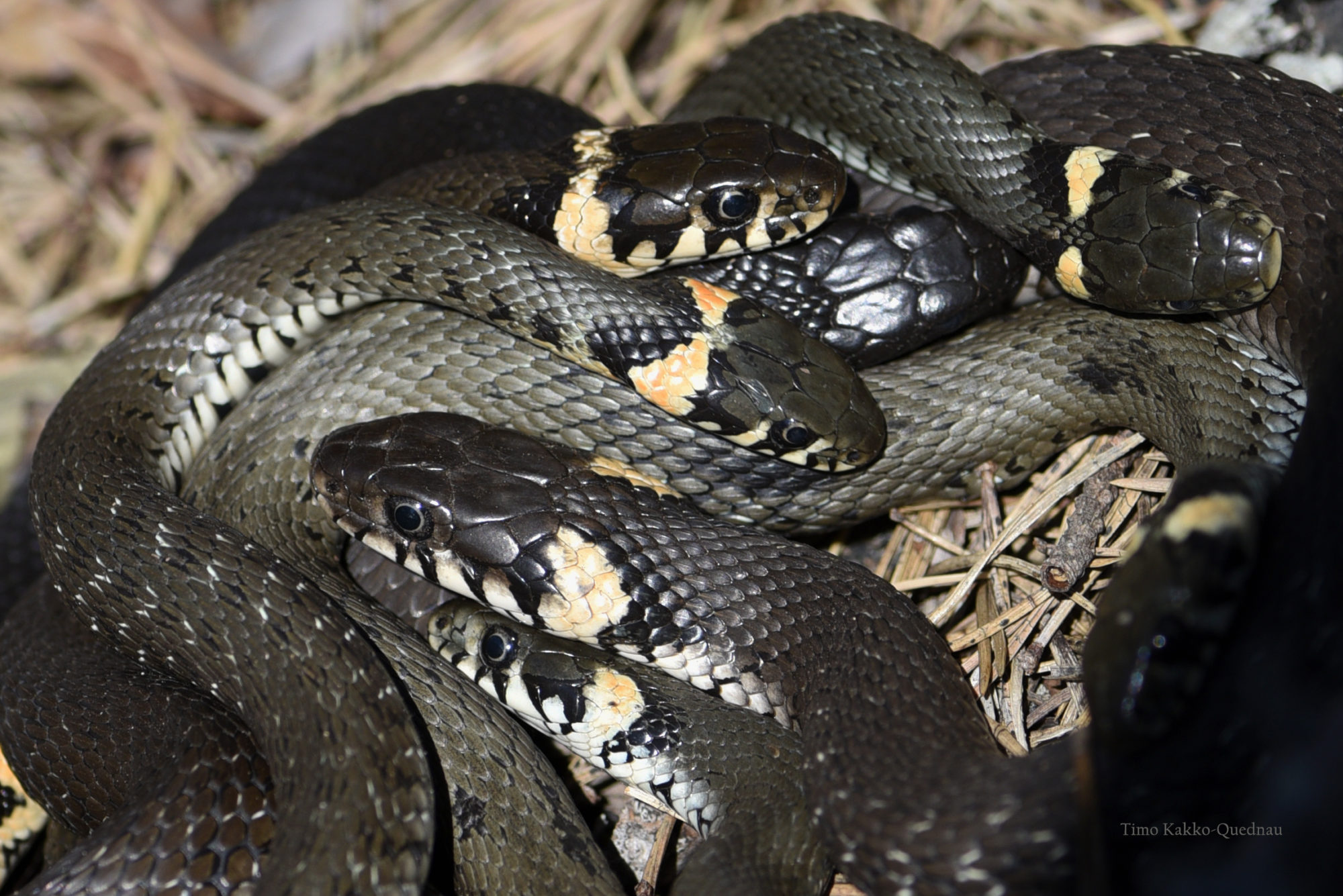 Valokuvaaja: Timo Kakko-Quednau