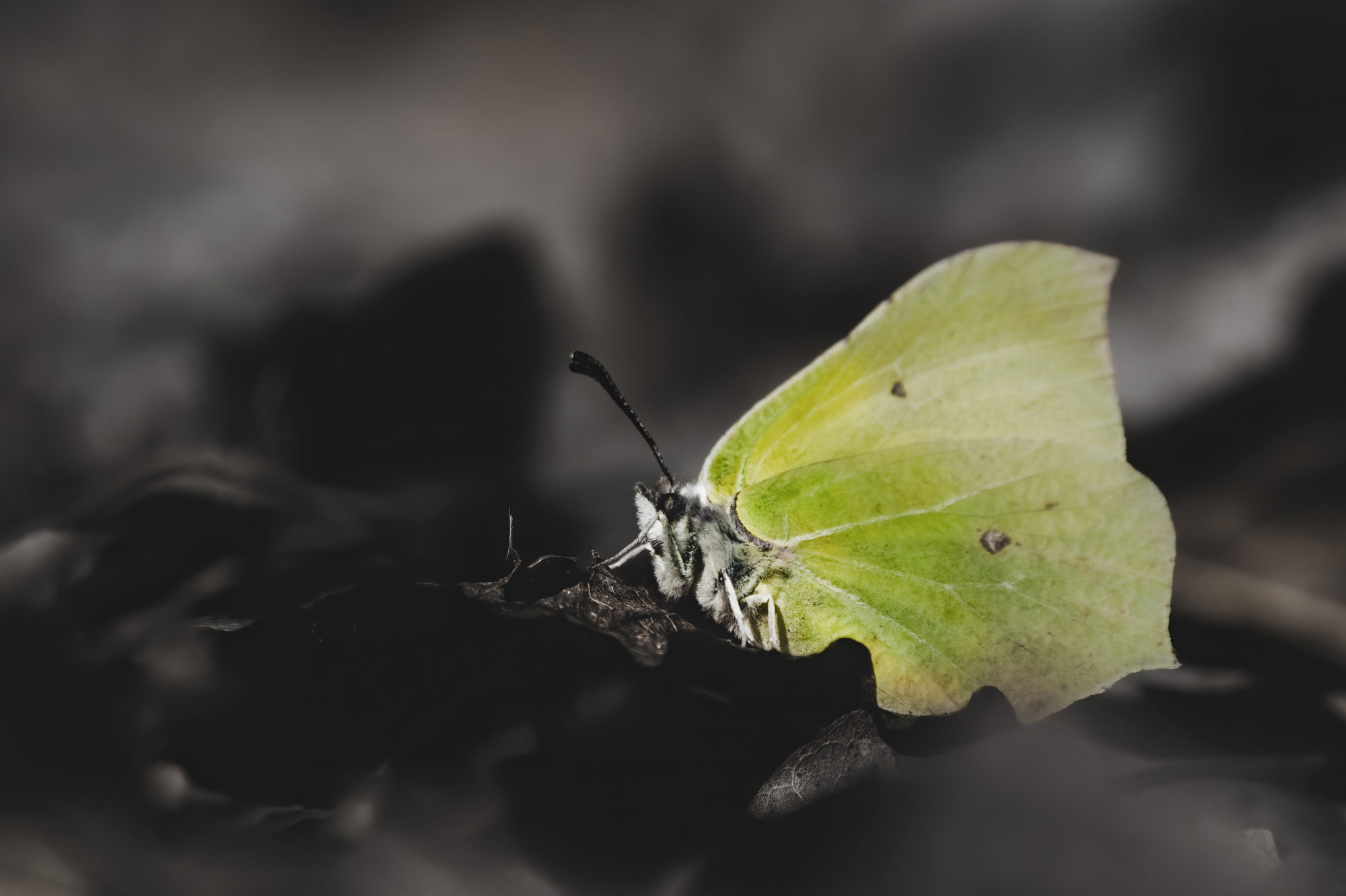 Valokuvaaja: Risto Lavi