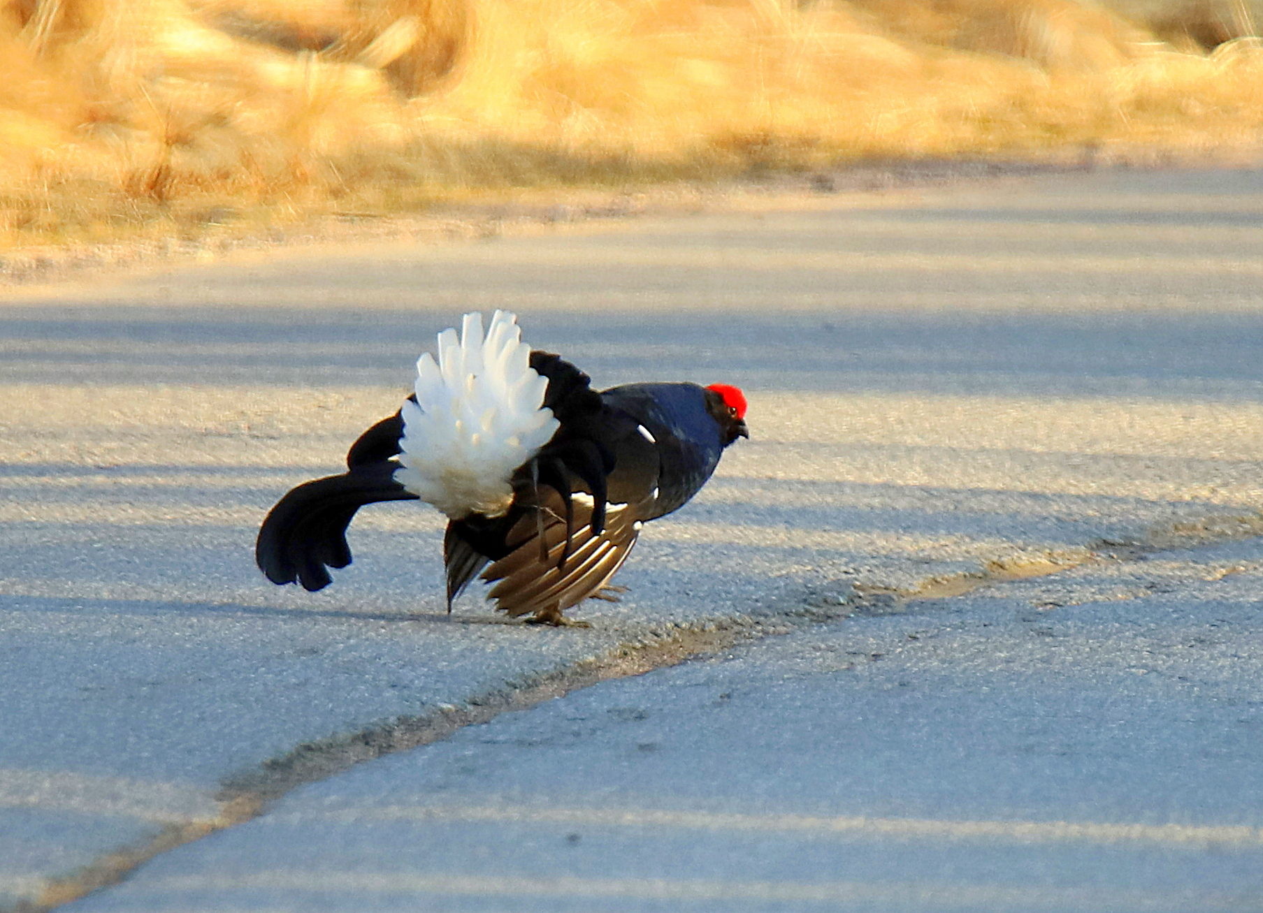Valokuvaaja: sirpa jyske