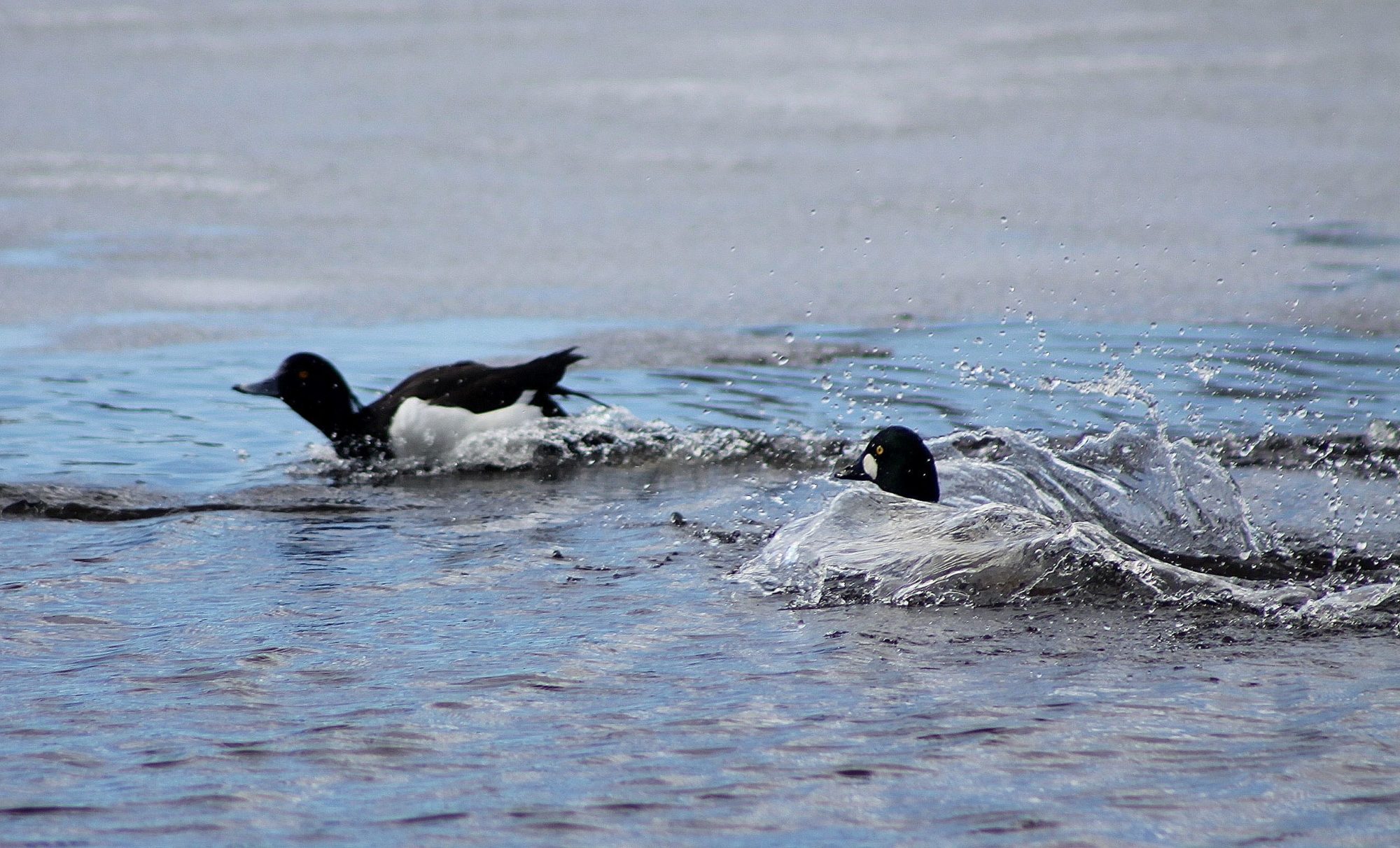 Valokuvaaja: Pirkko Siukonen