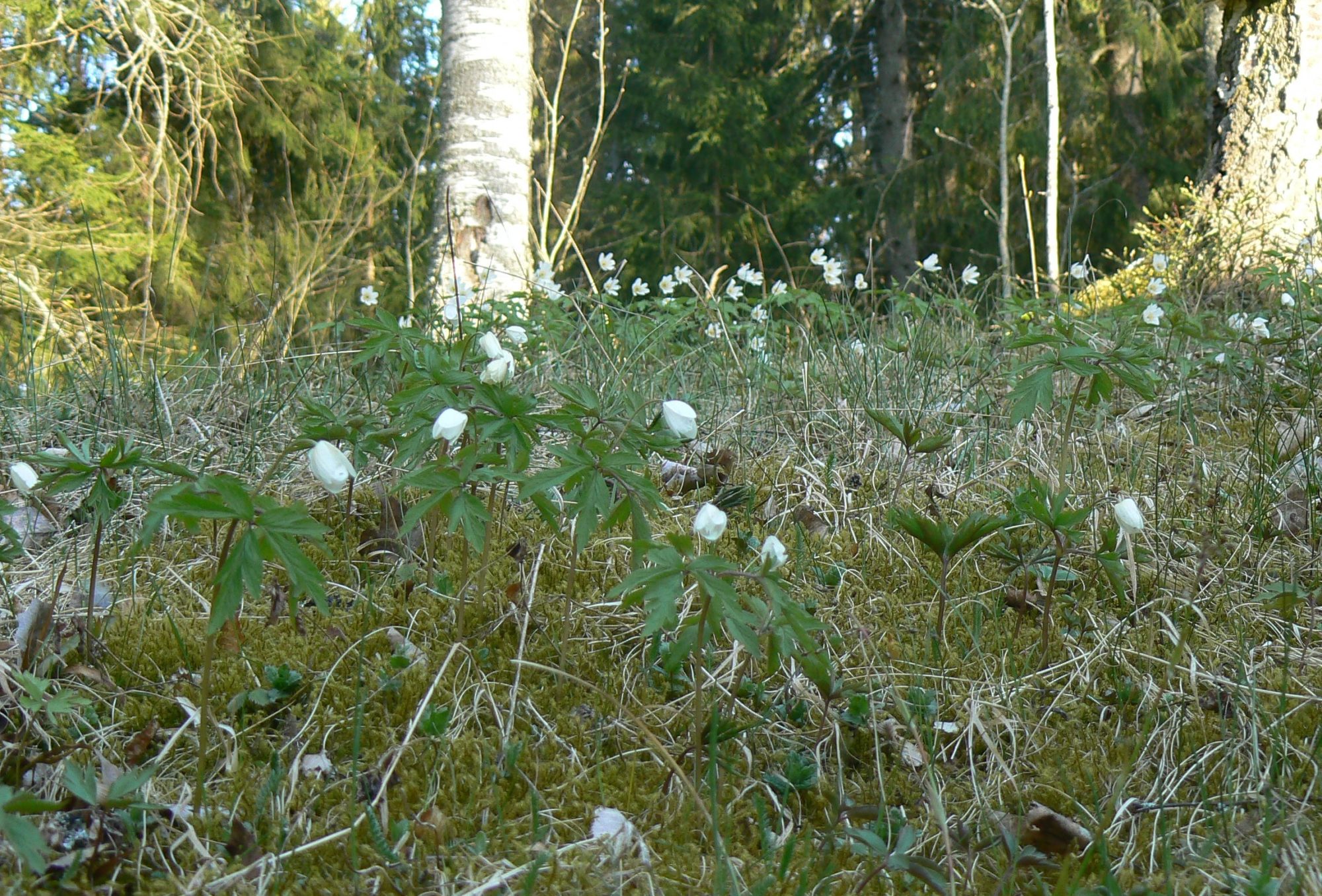 Valokuvaaja: Pekka Heino