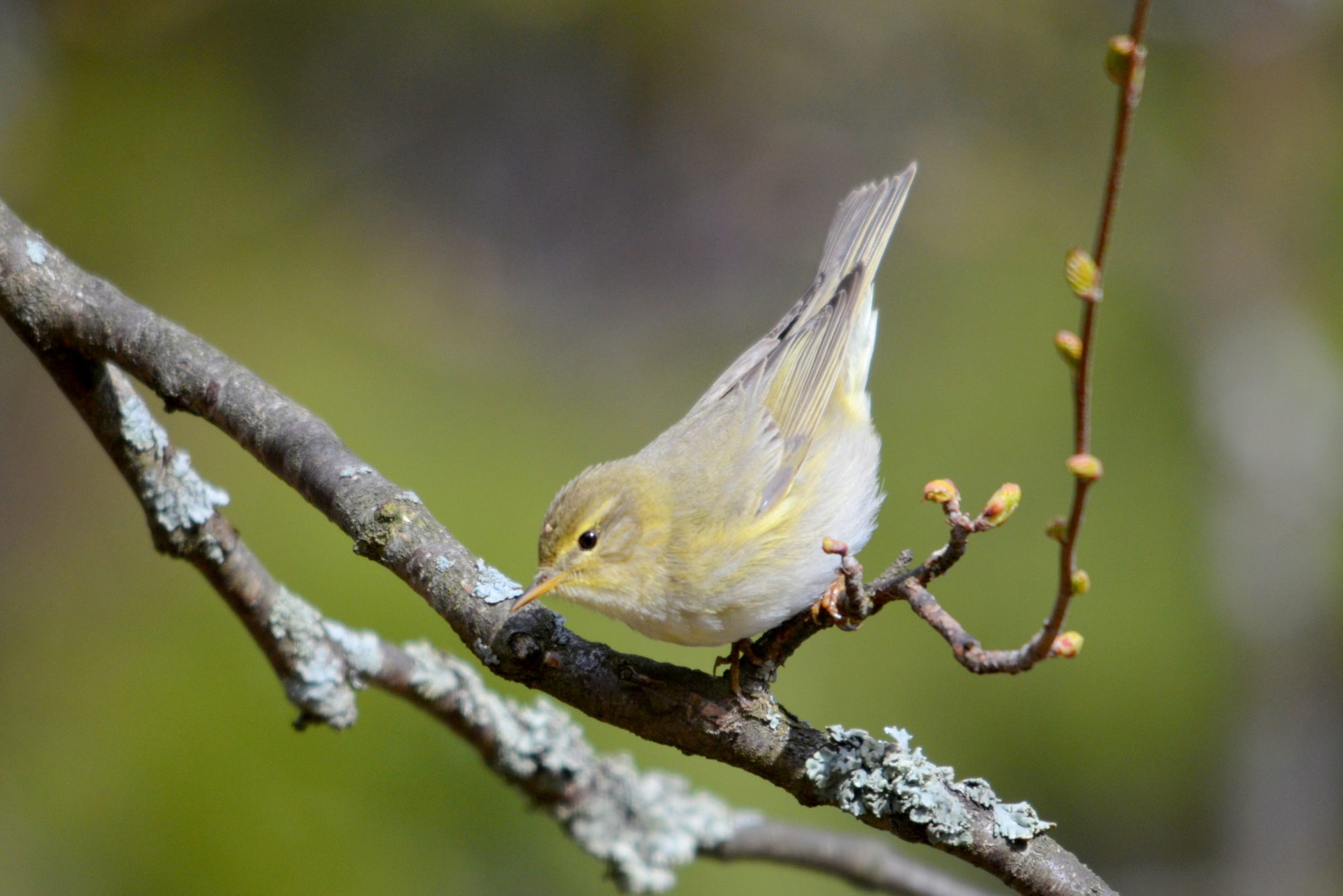 Valokuvaaja: Kaarlo Asikainen