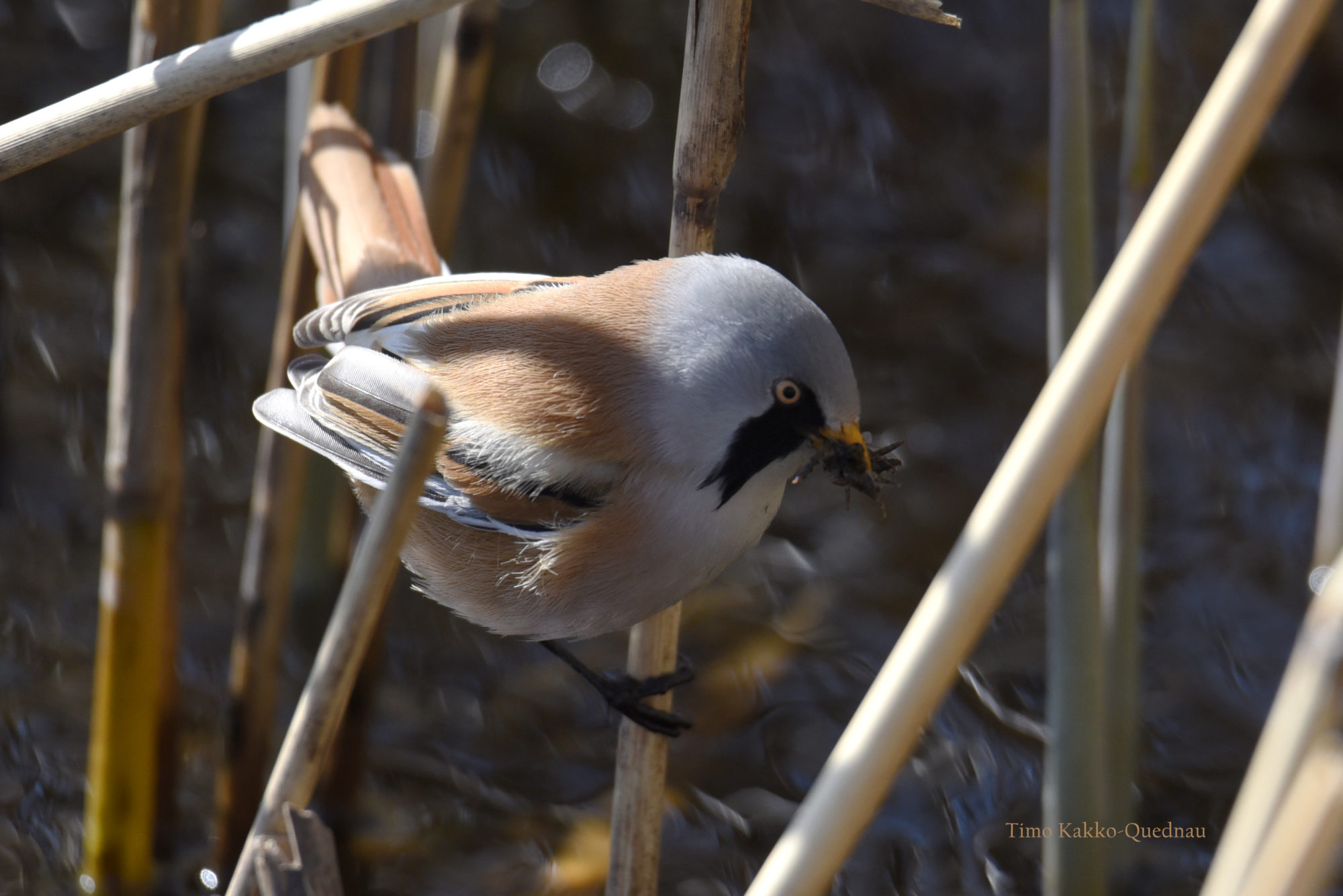Valokuvaaja: Timo Kakko-Quednau