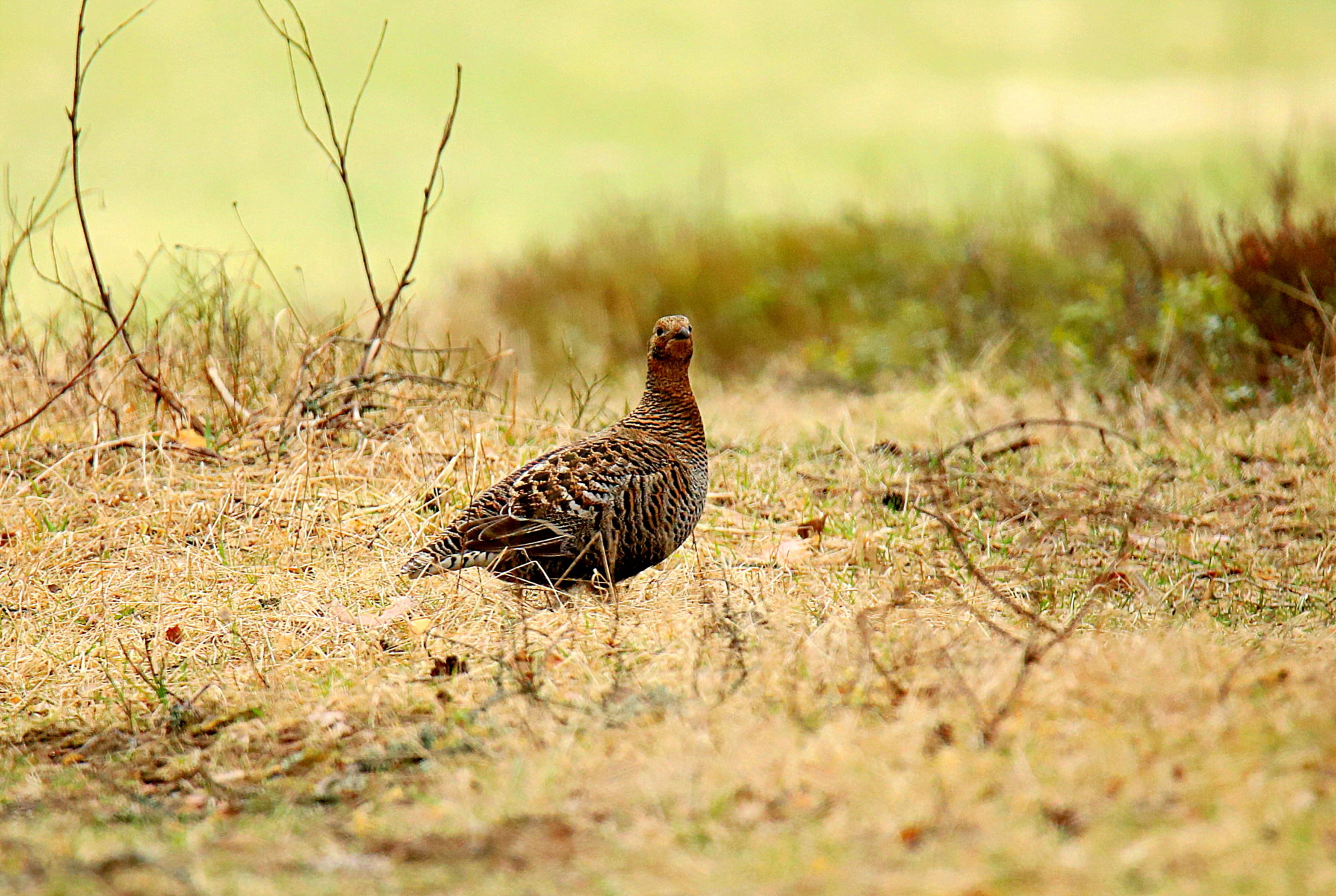 Valokuvaaja: sirpa jyske