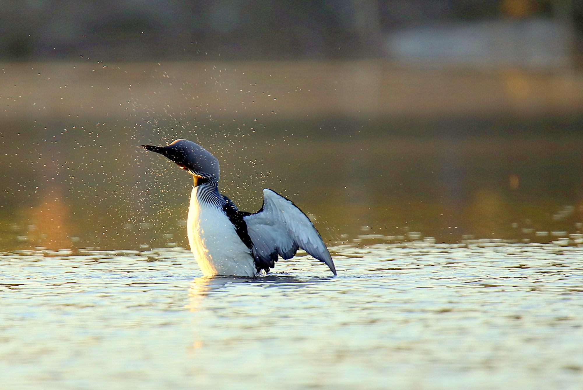Valokuvaaja: sirpa jyske